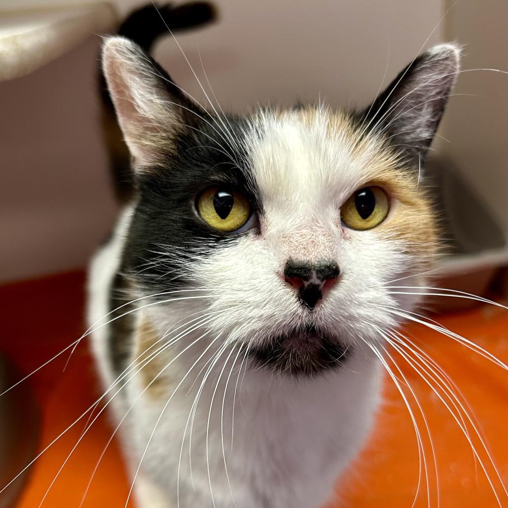 Michelle, Adoptable, Senior Female Domestic Short Hair.