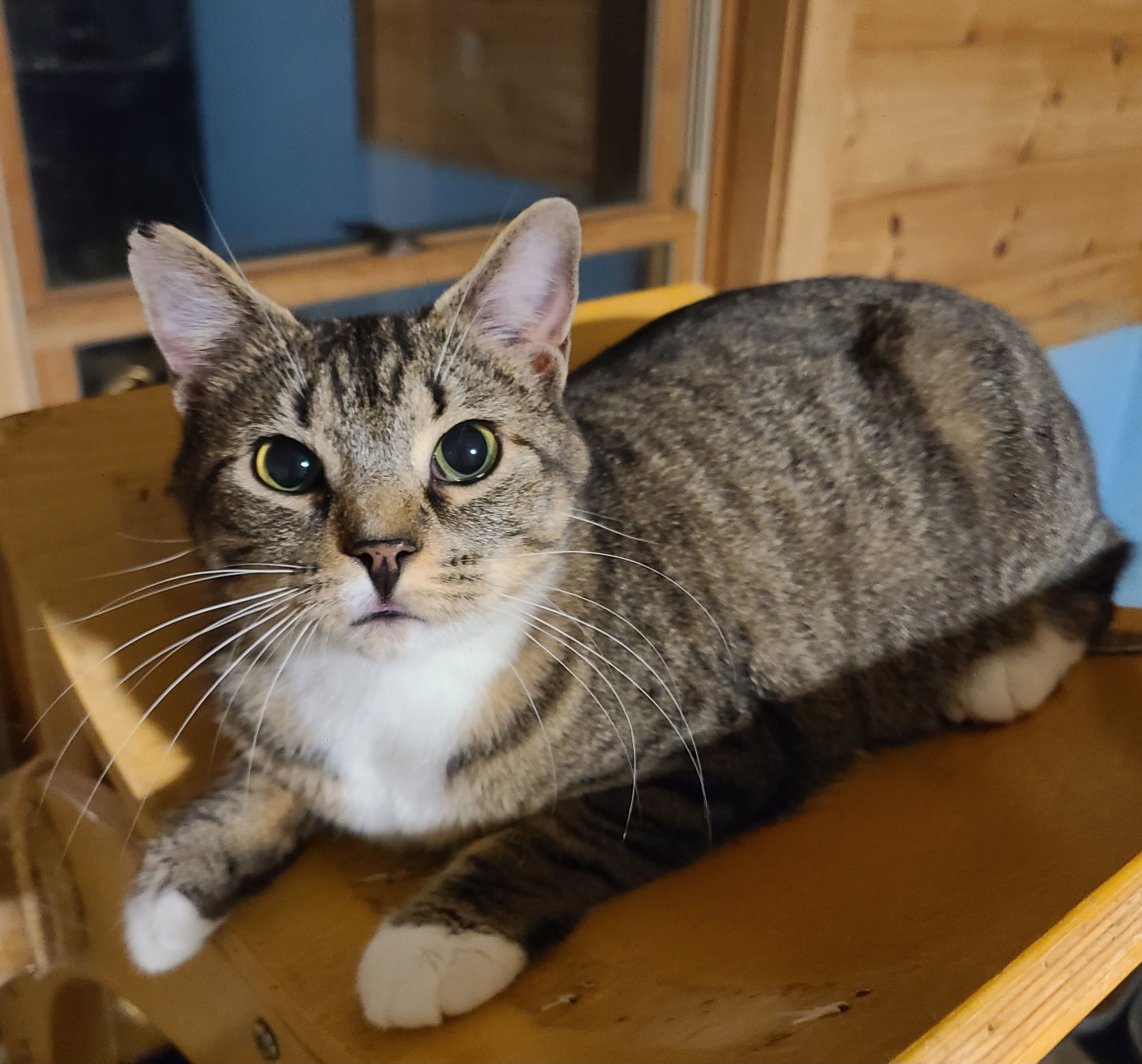 Enlarge Stella, a Adoptable Domestic Short Hair in Ellijay, GA image 2/4