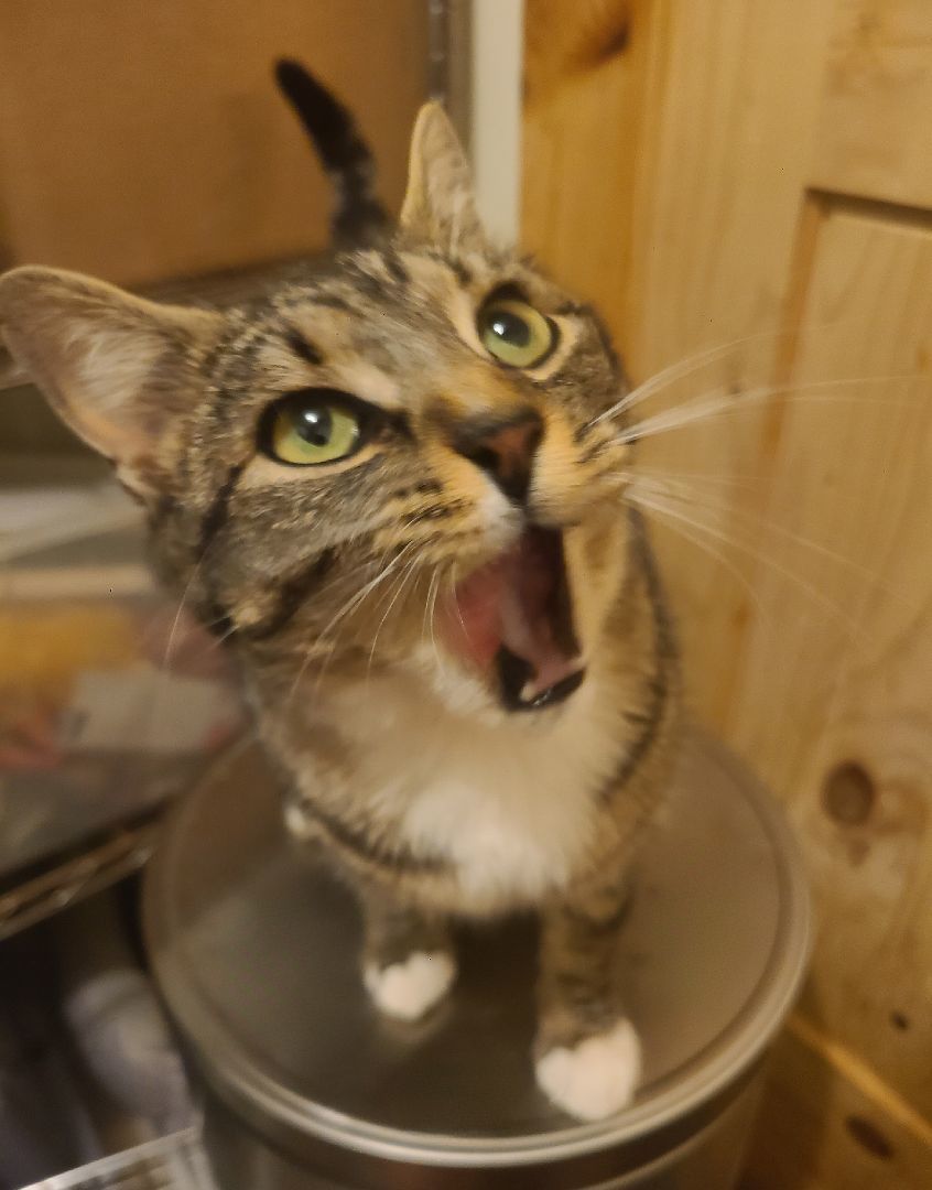 Enlarge Stella, a Adoptable Domestic Short Hair in Ellijay, GA image 3/4