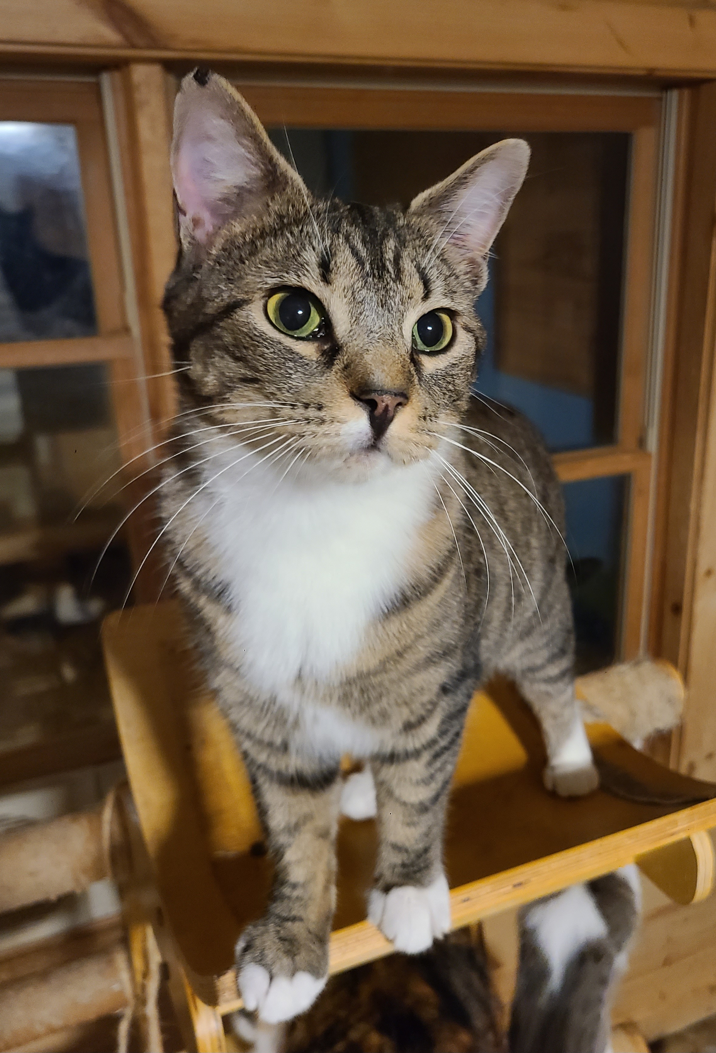 Stella, Adoptable, Adult Female Domestic Short Hair.