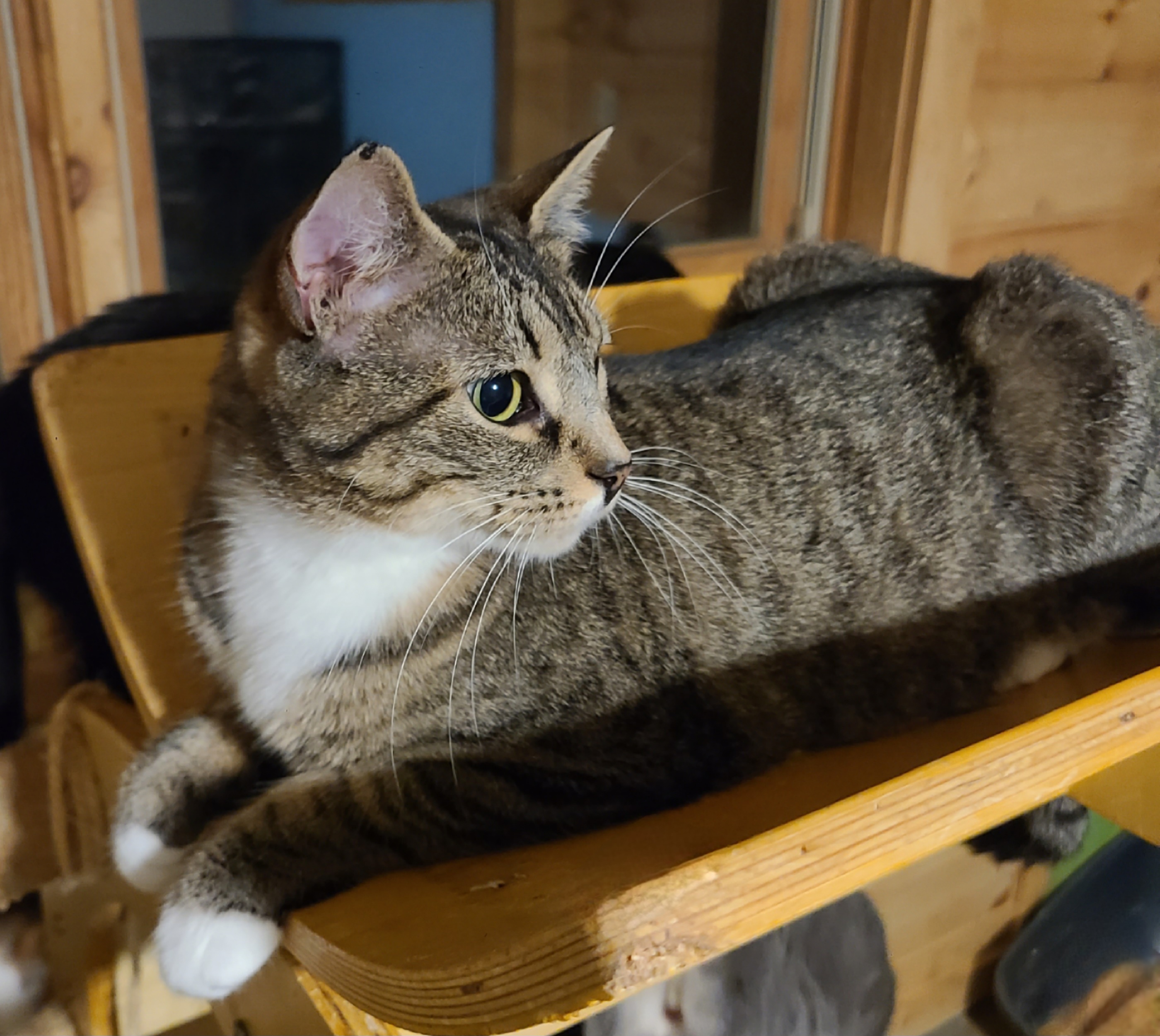 Enlarge Stella, a Adoptable Domestic Short Hair in Ellijay, GA image 4/4