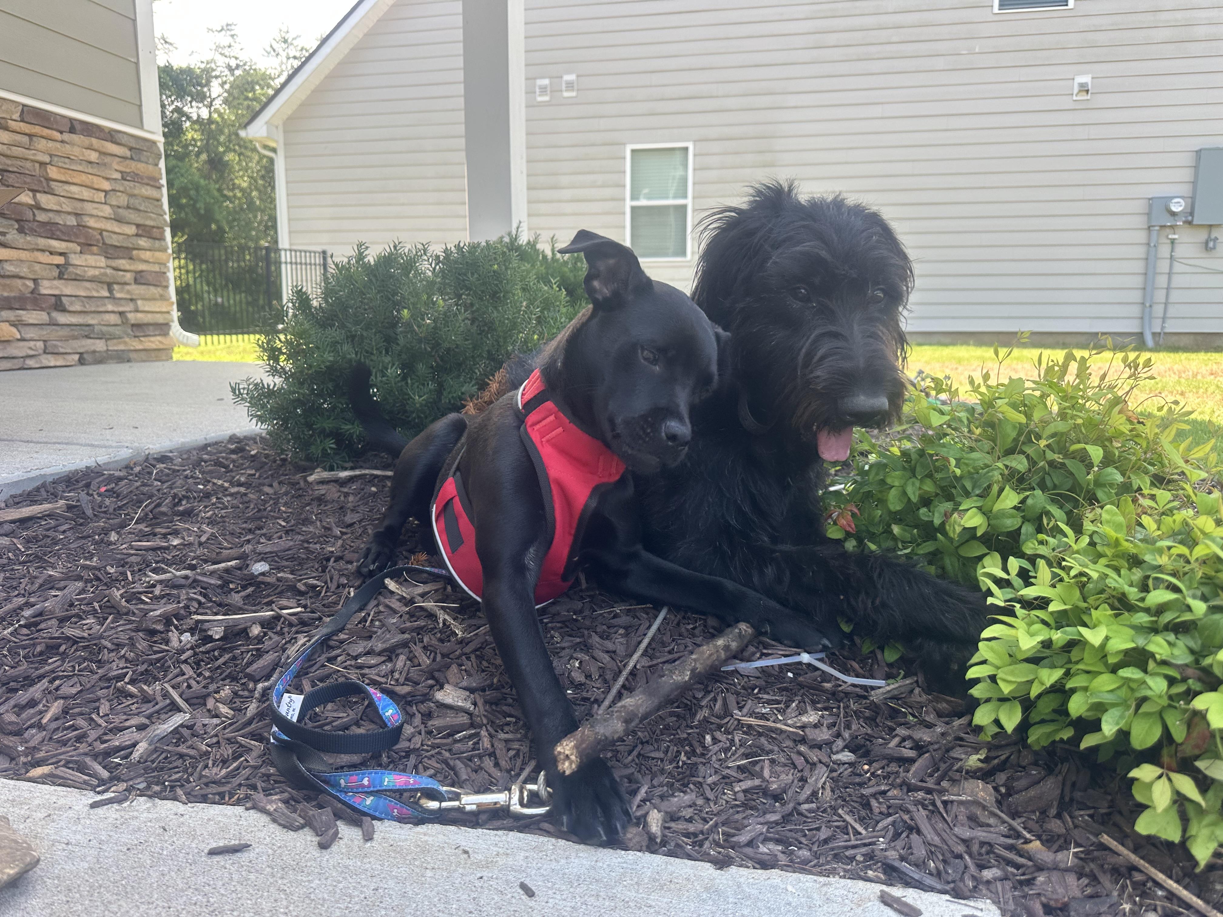 Dora, an adoptable mixed breed in Mount Juliet, TN image 2/6