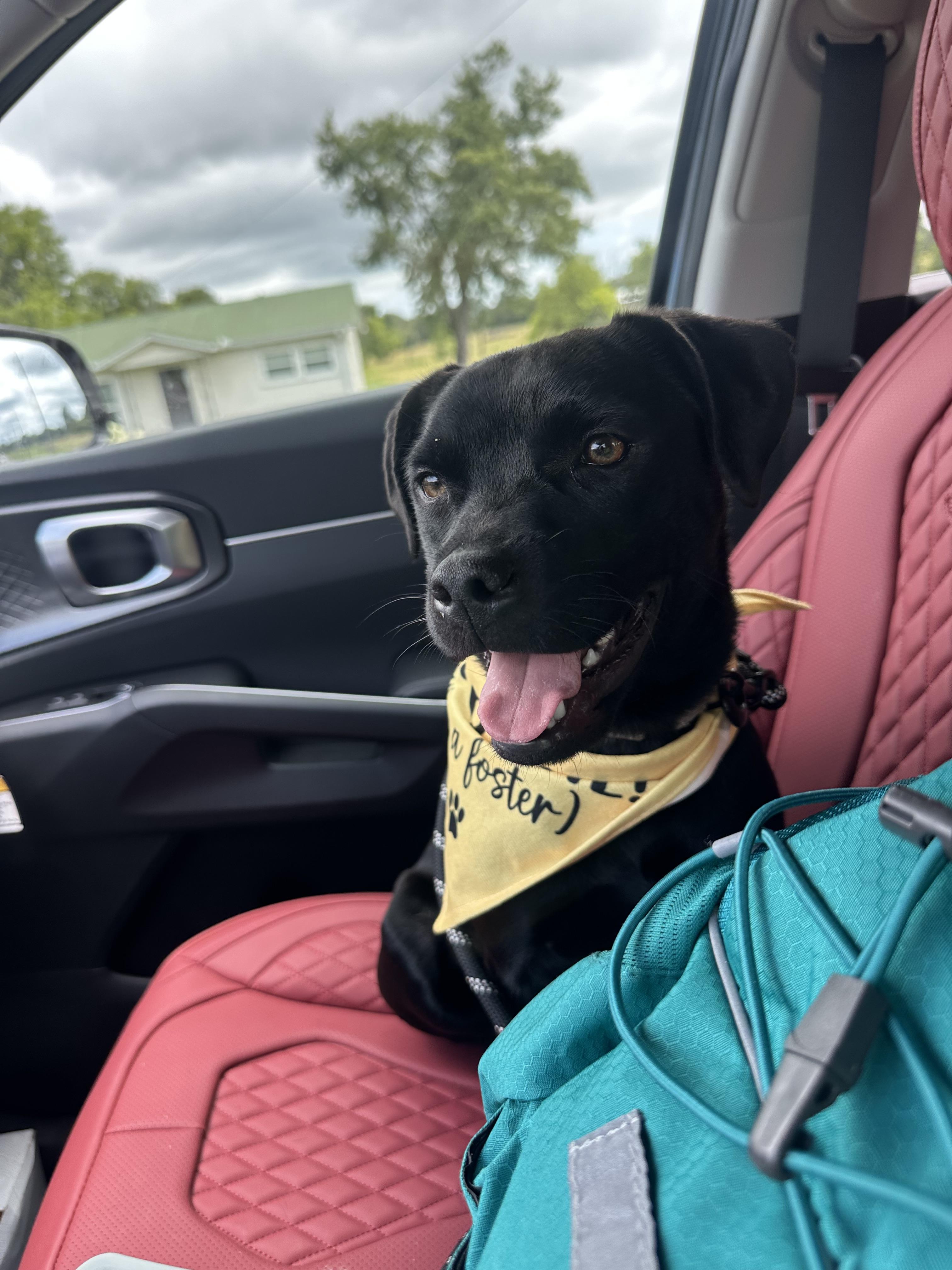 Dora, an adoptable mixed breed in Mount Juliet, TN image 5/6