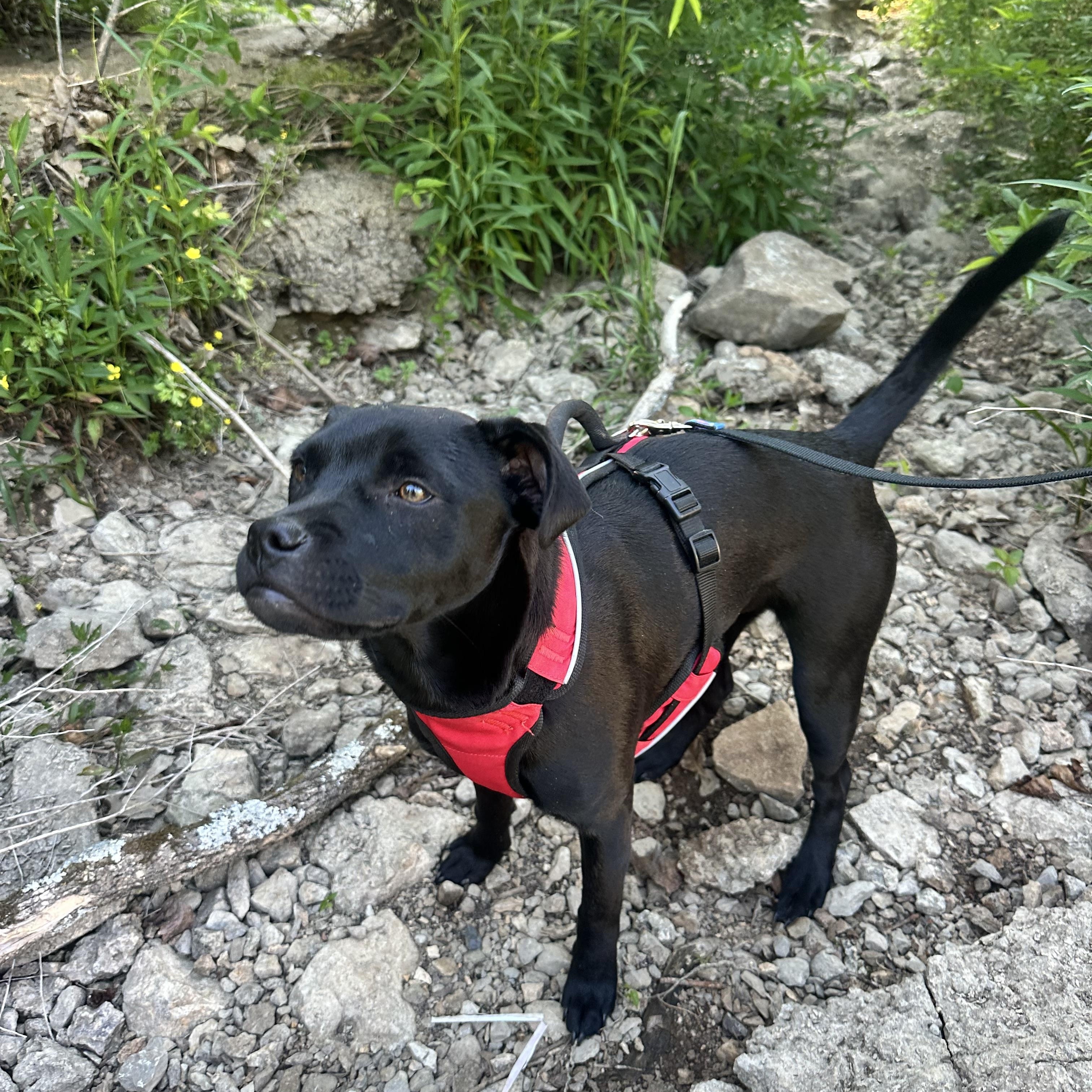 Dora, adoptable, Young Female Black Labrador Retriever & Patterdale Terrier / Fell Terrier.