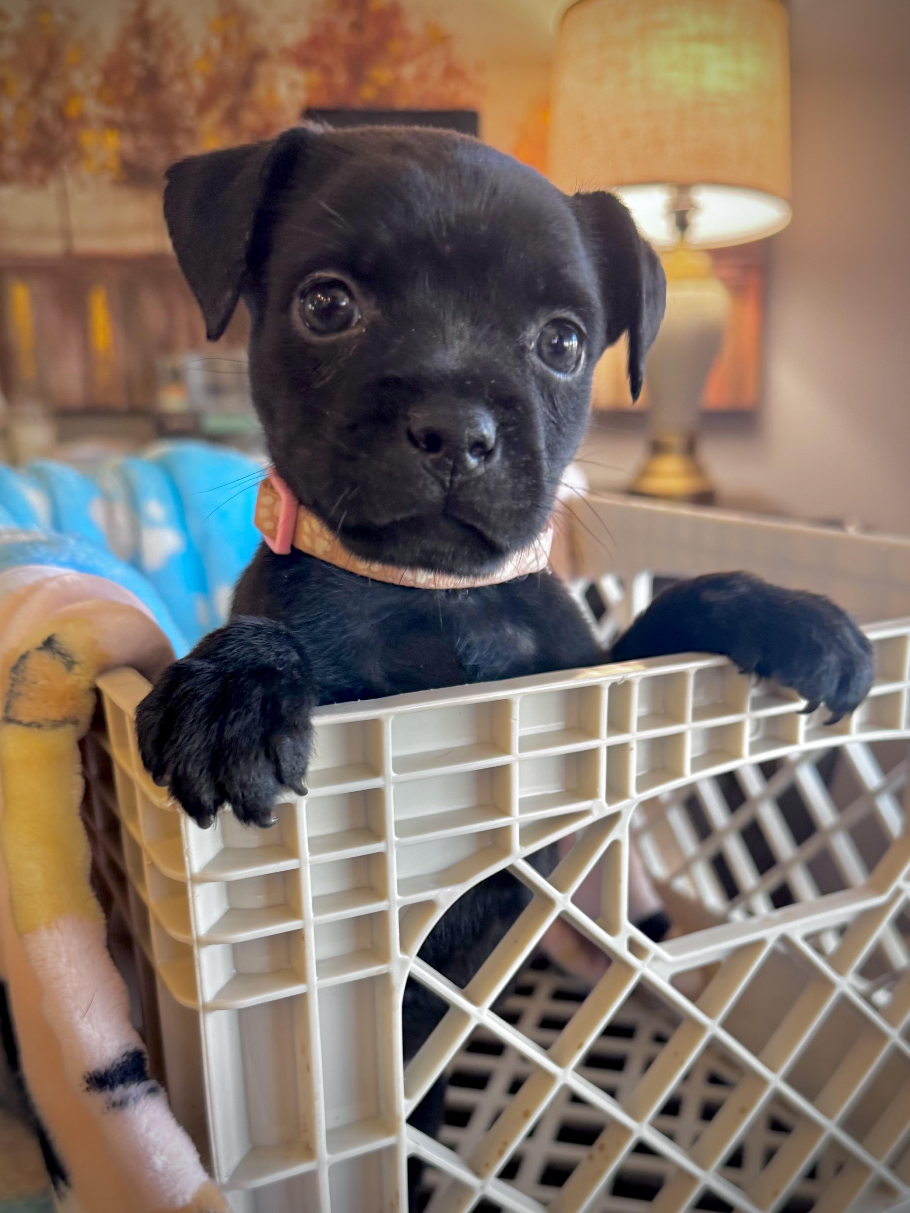 Dora, an adoptable mixed breed in Mount Juliet, TN image 4/6
