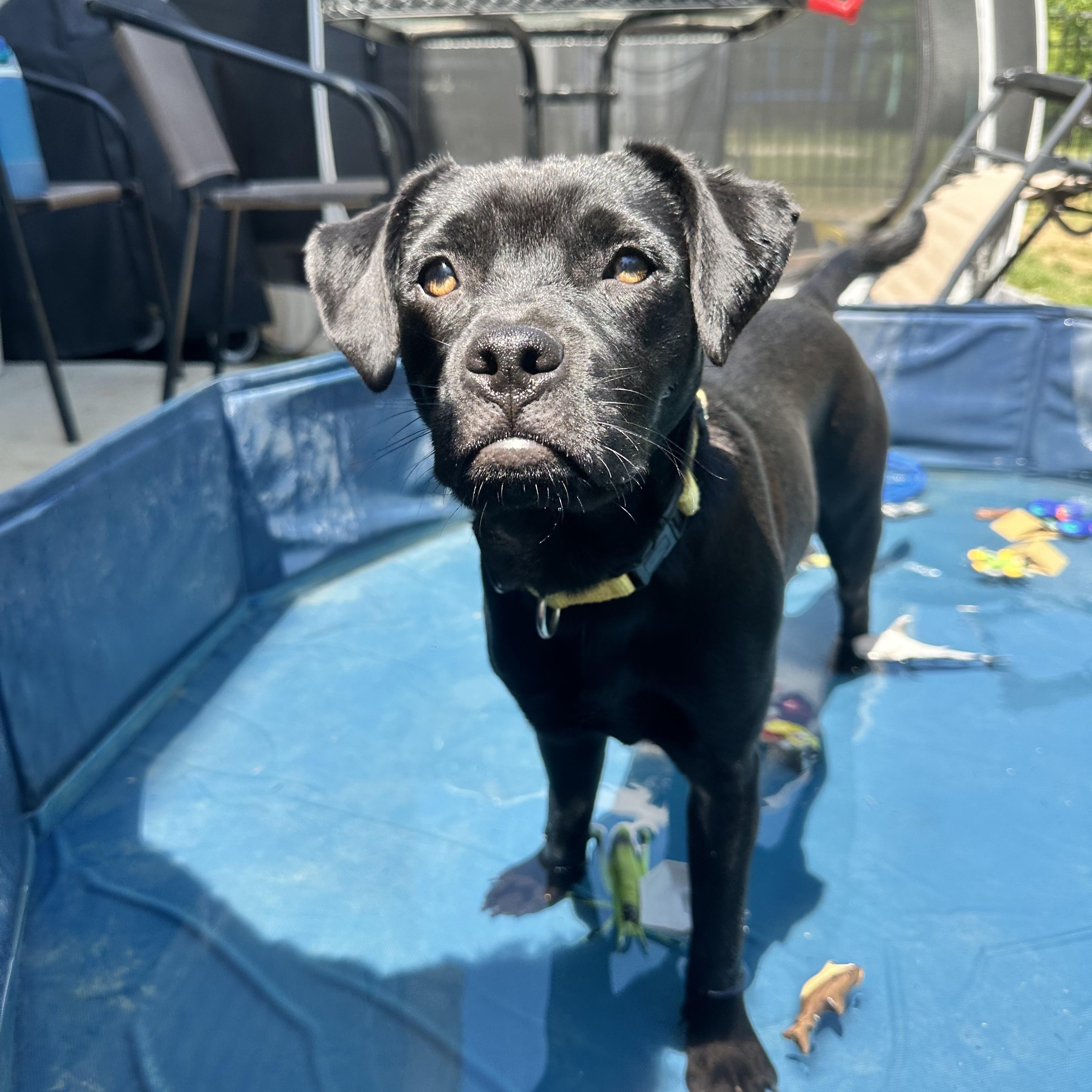 Dora, an adoptable mixed breed in Mount Juliet, TN image 3/6