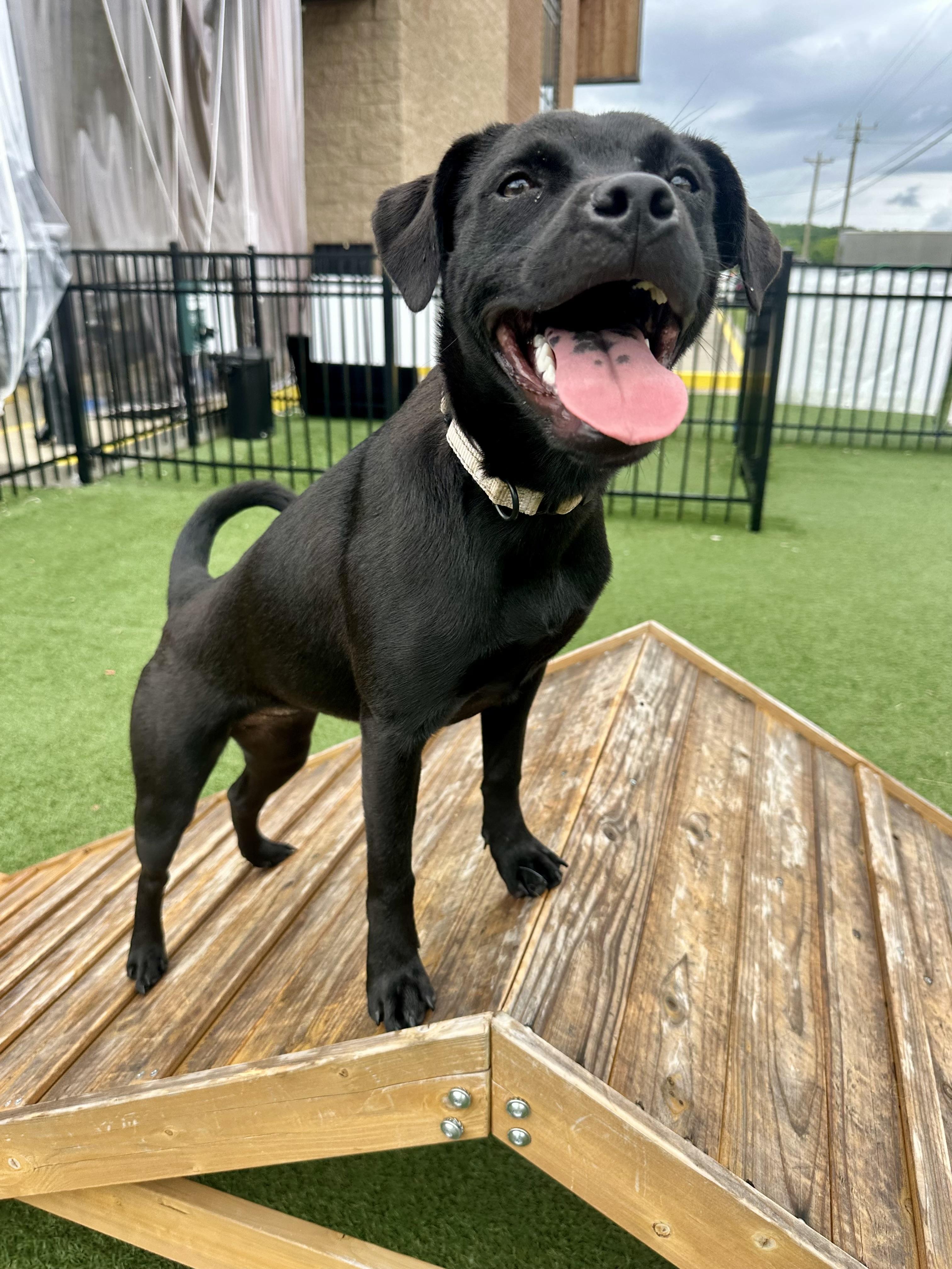 Dora, an adoptable mixed breed in Mount Juliet, TN image 6/6