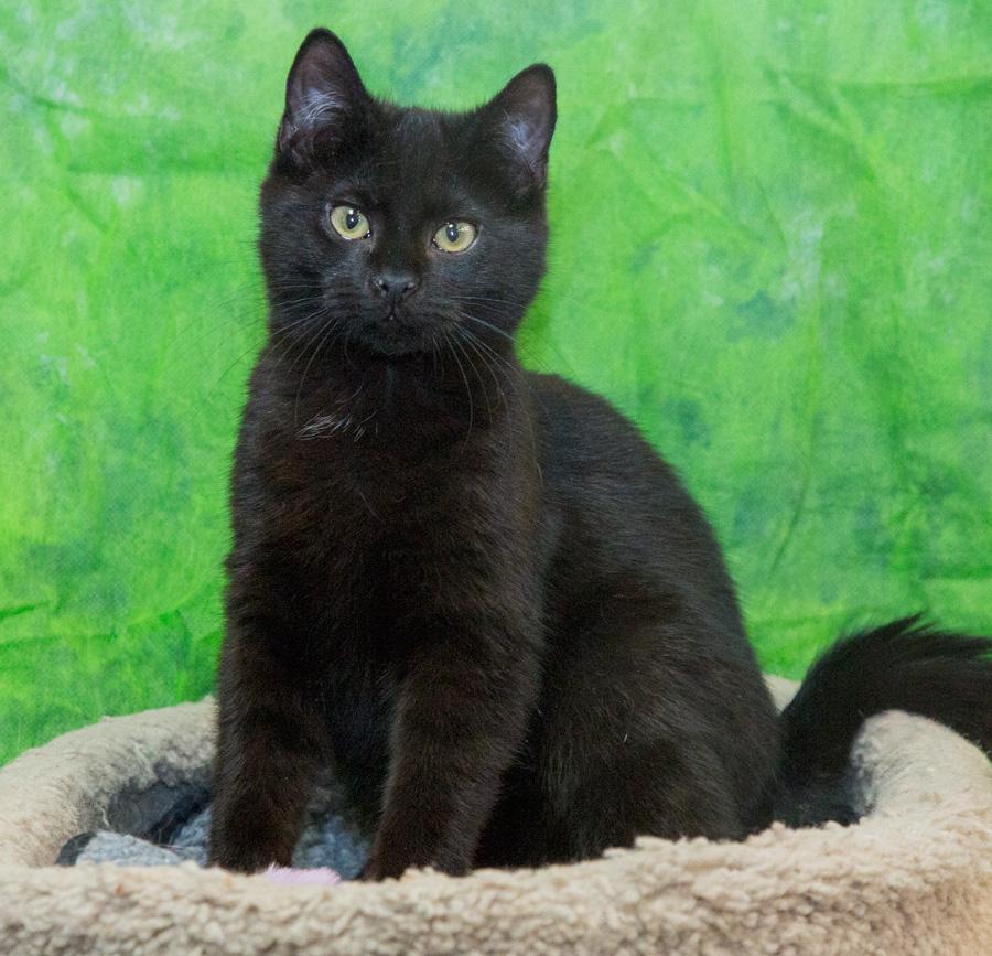 Enlarge Blake, a ADOPTABLE Domestic Short Hair in Paramus, NJ image 2/4