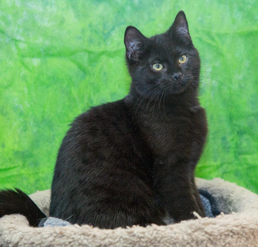 Enlarge Blake, a ADOPTABLE Domestic Short Hair in Paramus, NJ image 1/4