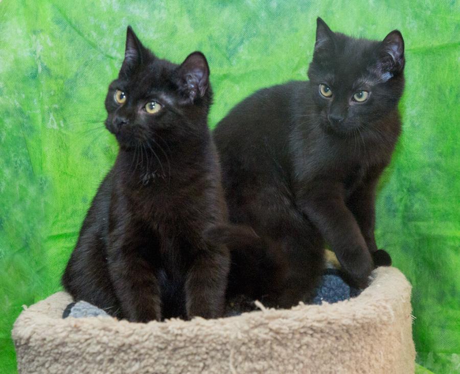 Enlarge Blake, a ADOPTABLE Domestic Short Hair in Paramus, NJ image 3/4