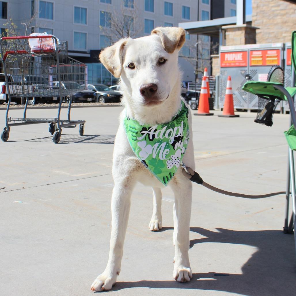 Enlarge Clifford, a Adoptable mixed breed in Midland, TX image 1/4