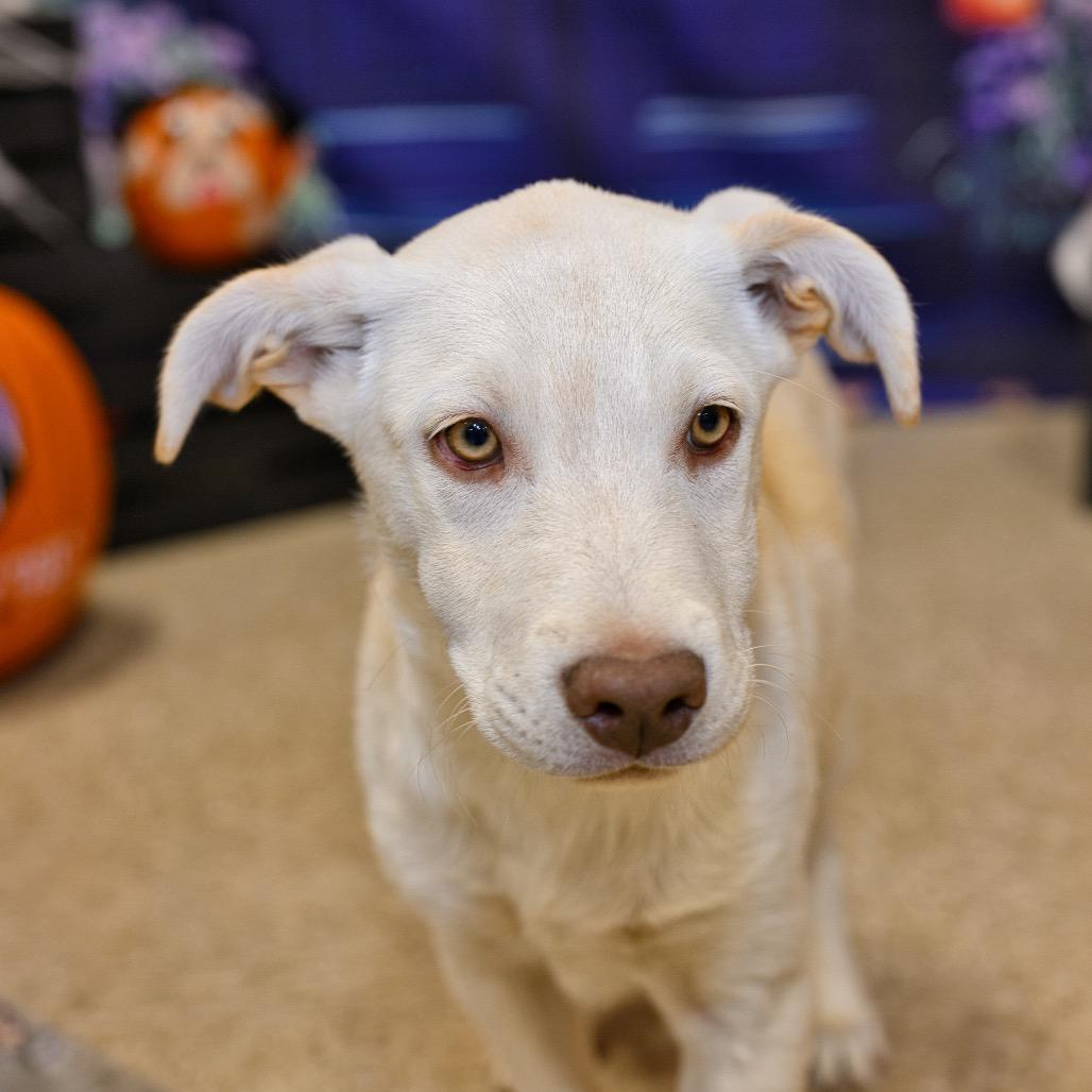 Clifford, Adoptable, Young Male Australian Shepherd & Labrador Retriever.