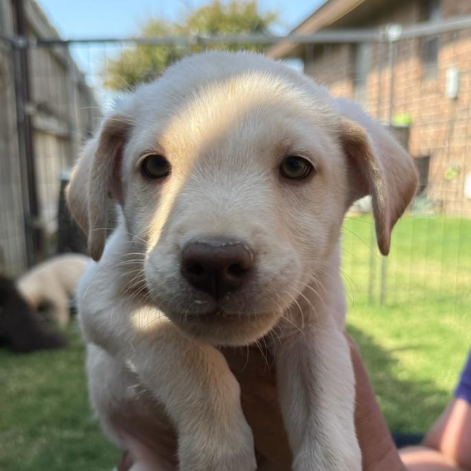 Enlarge Clifford, a Adoptable mixed breed in Midland, TX image 3/4