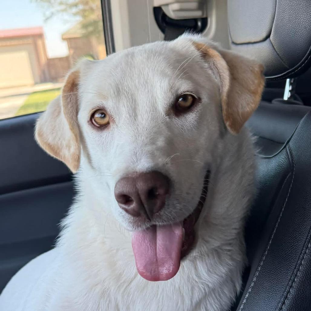 Clifford, a Adoptable mixed breed in Midland, TX image 4/5
