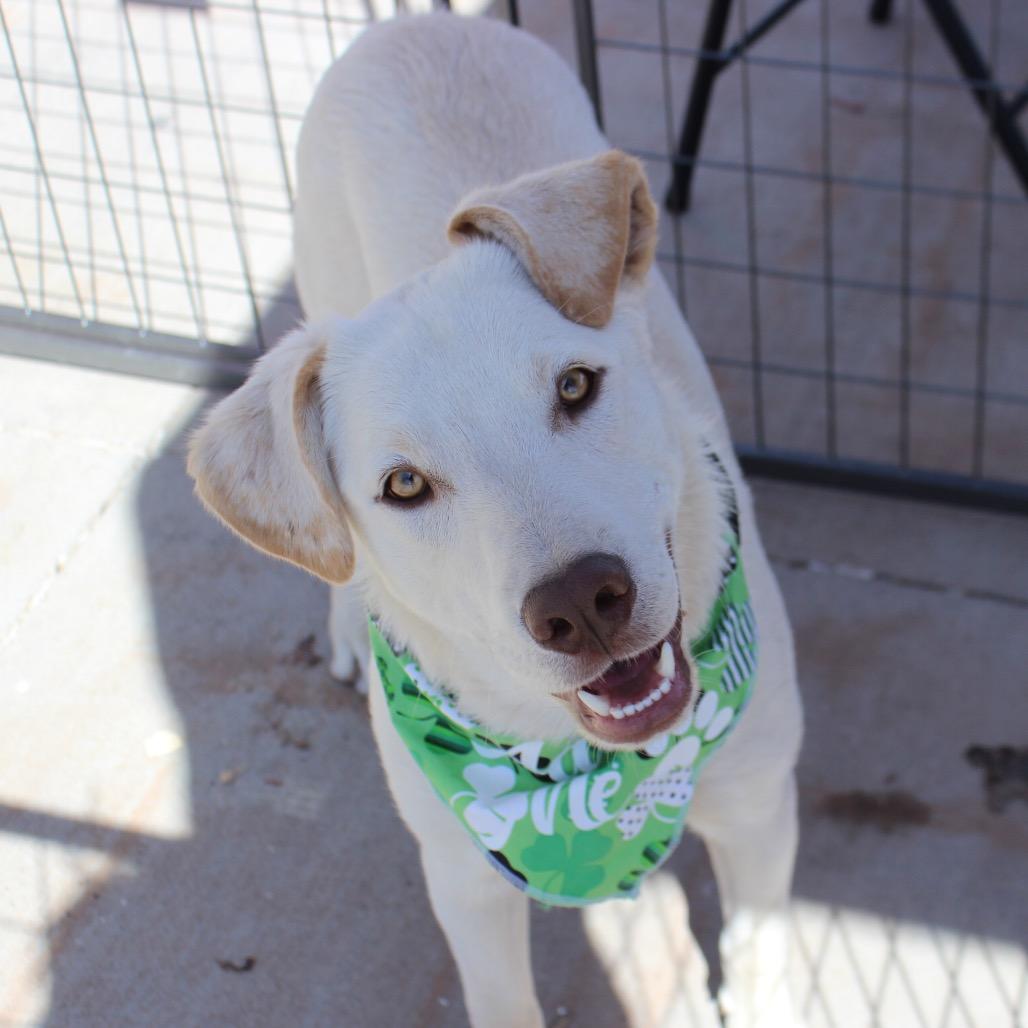 Enlarge Clifford, a Adoptable mixed breed in Midland, TX image 4/4