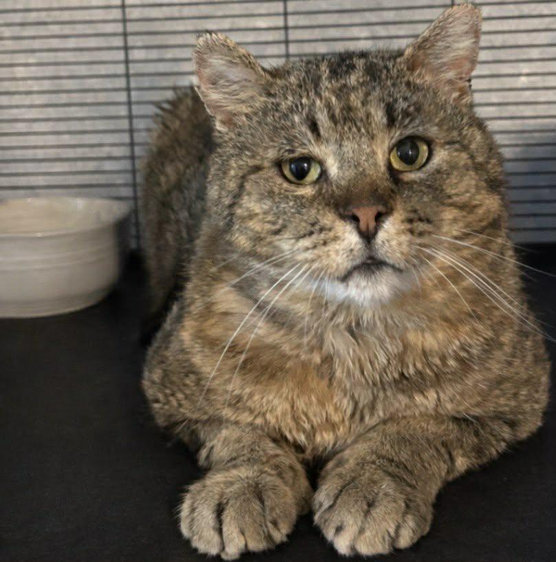 Enlarge BARTHOLEMEW, a Adoptable Domestic Short Hair in Tillsonburg, ON image 2/3