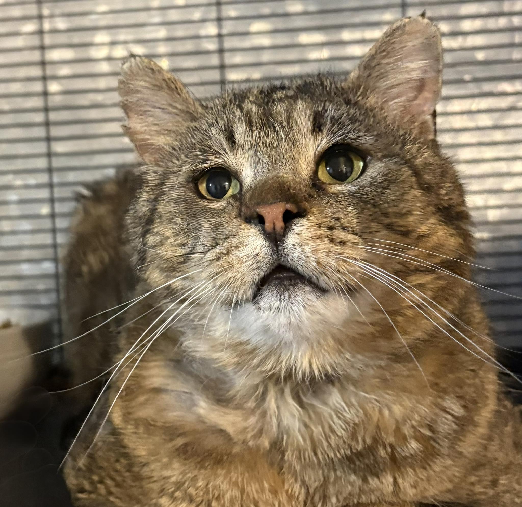 Enlarge BARTHOLEMEW, a Adoptable Domestic Short Hair in Tillsonburg, ON image 1/3