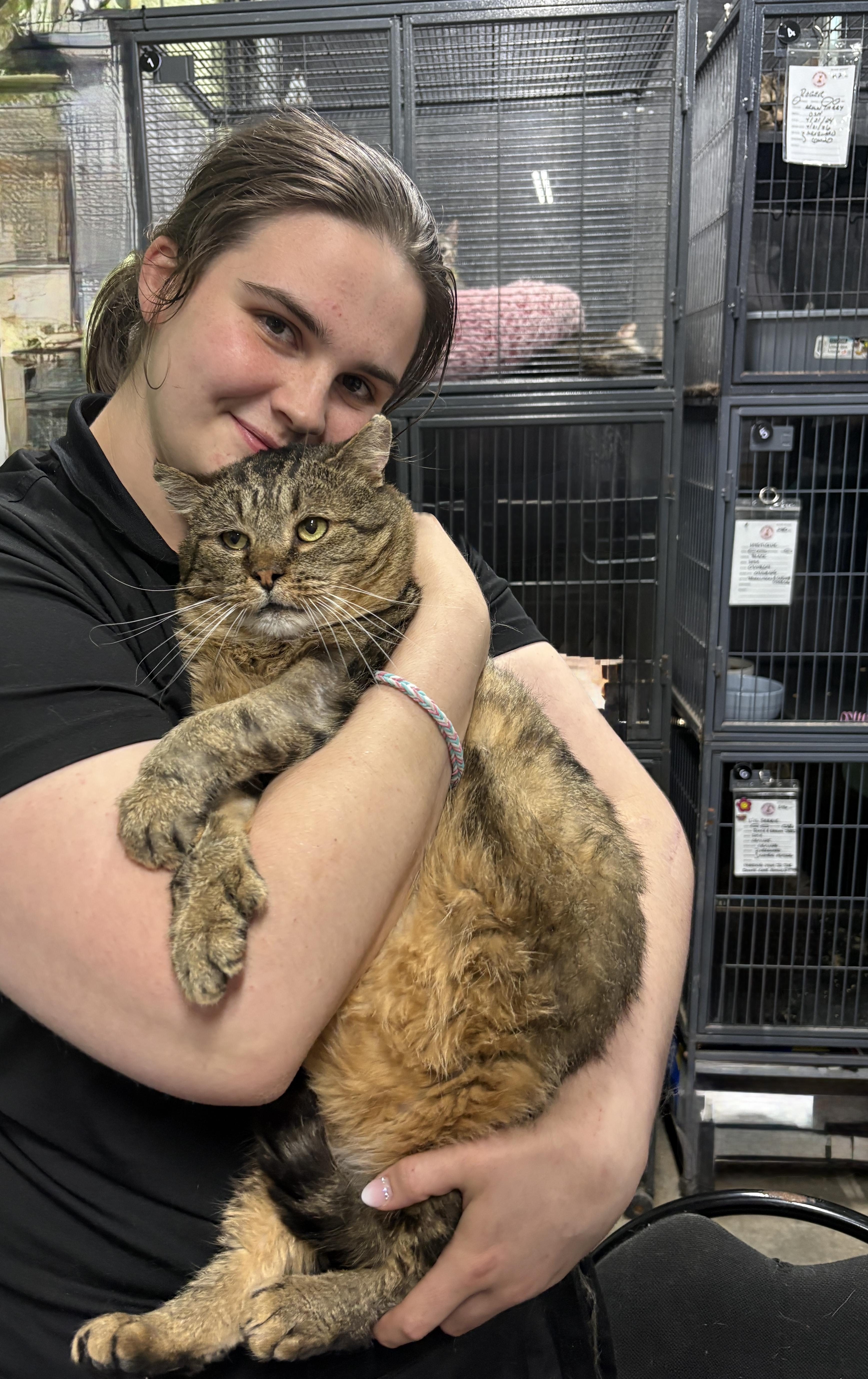 Enlarge BARTHOLEMEW, an adopted Domestic Short Hair in Tillsonburg, ON image 4/5