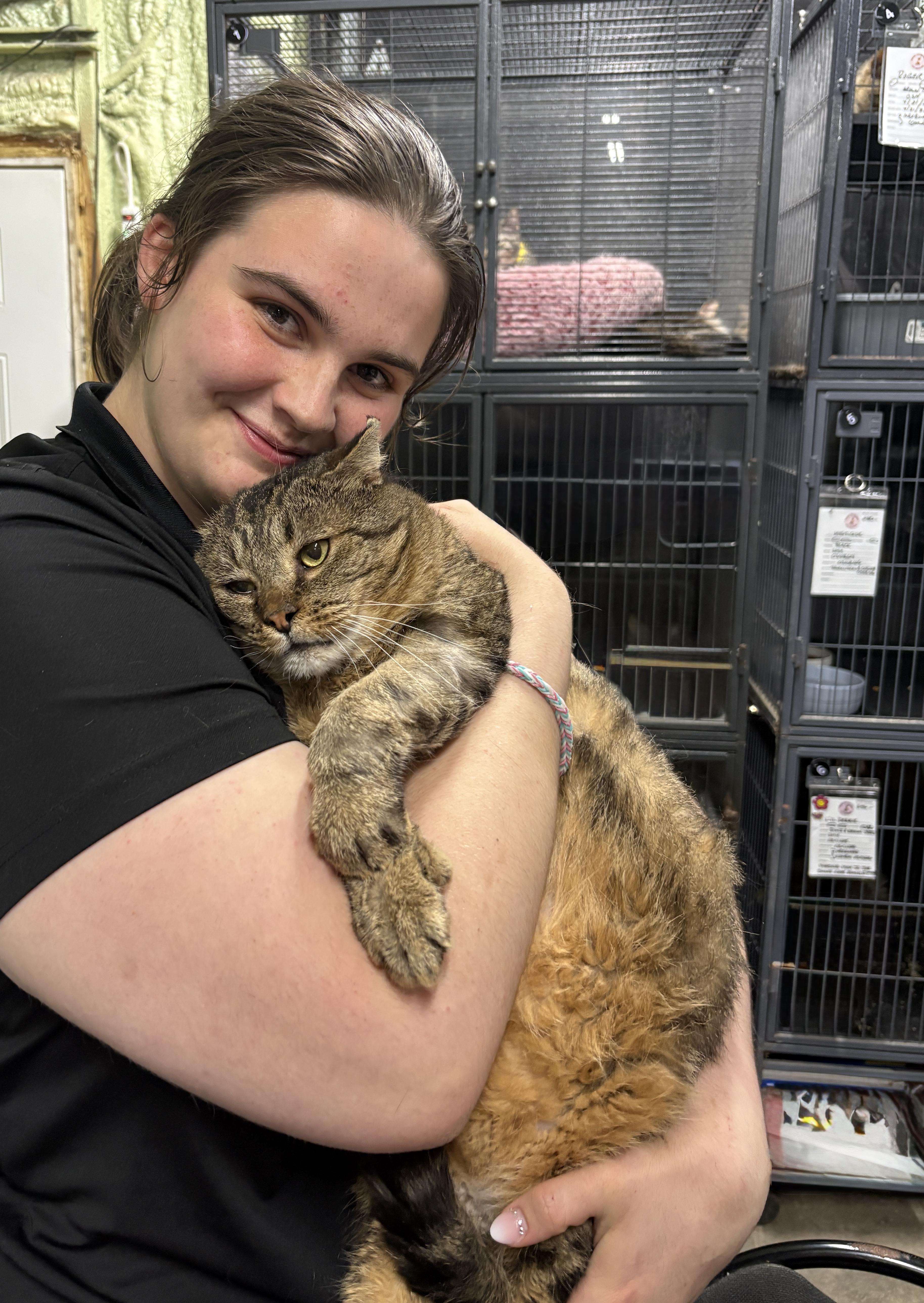 Enlarge BARTHOLEMEW, an adopted Domestic Short Hair in Tillsonburg, ON image 2/5
