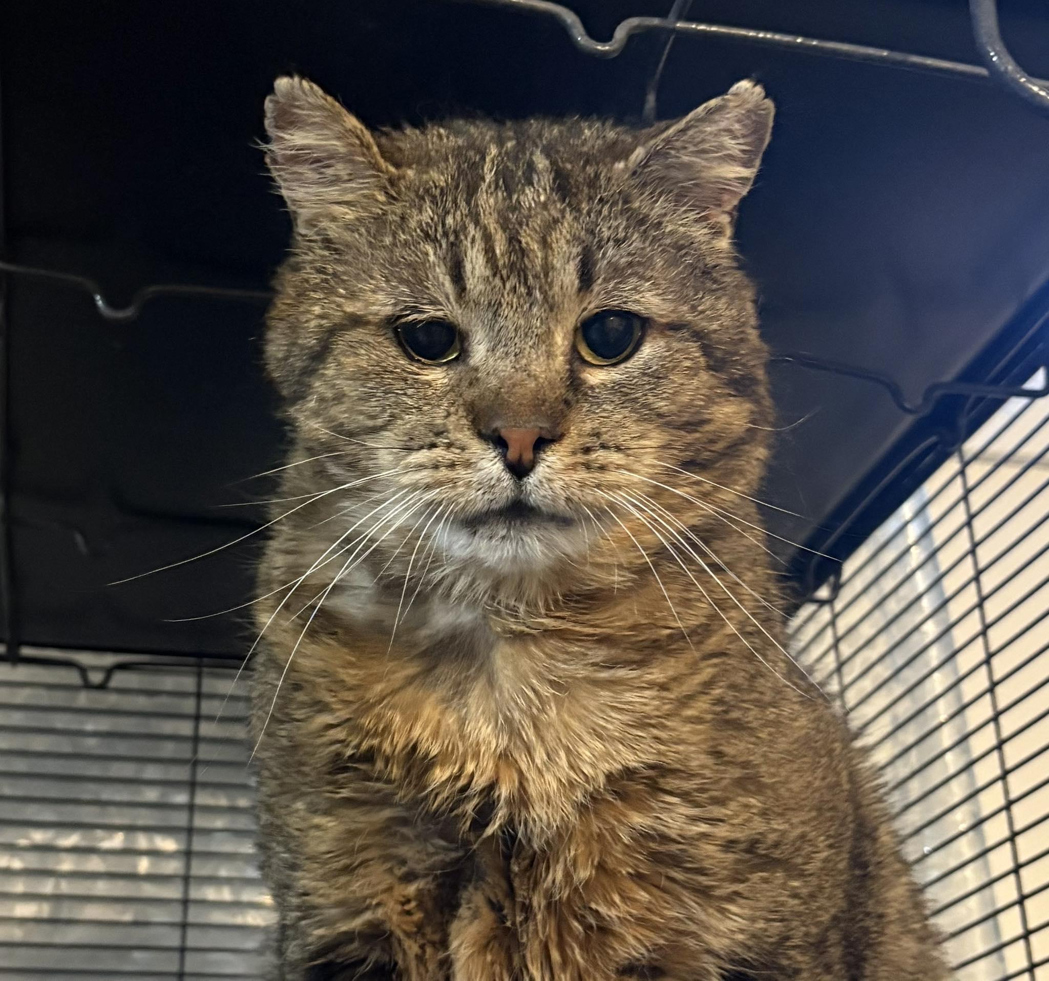 Enlarge BARTHOLEMEW, a Adoptable Domestic Short Hair in Tillsonburg, ON image 3/3