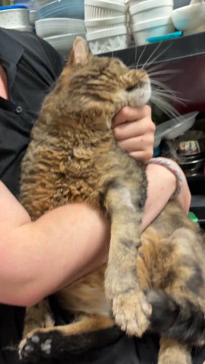 Enlarge BARTHOLEMEW, an adopted Domestic Short Hair in Tillsonburg, ON video 5/5