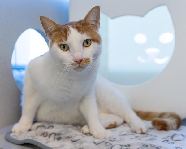 Enlarge GOUDA, a Adoptable Domestic Medium Hair in Leesburg, VA image 1/1