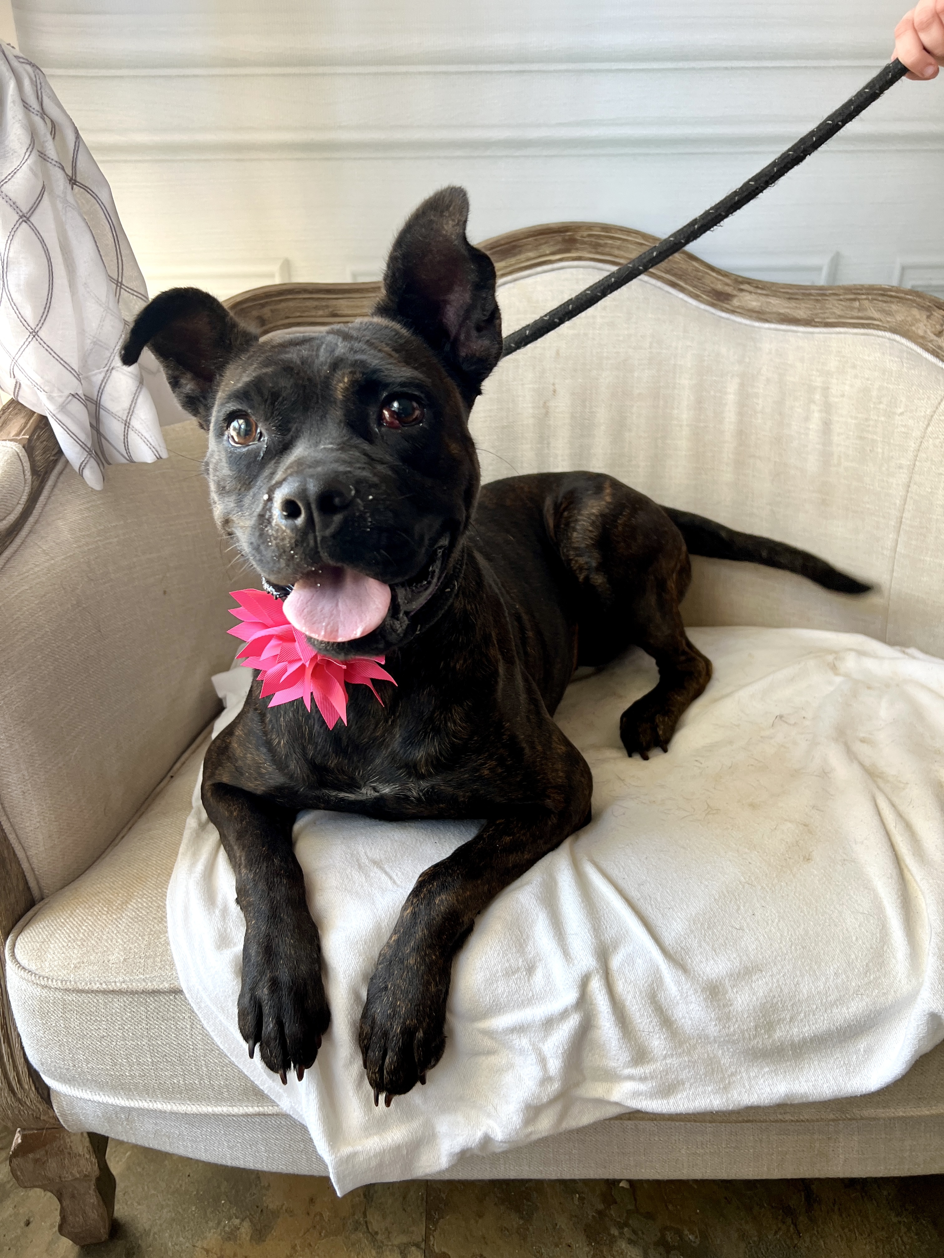 Helen, a Adoptable mixed breed in Bolivar, TN image 2/3