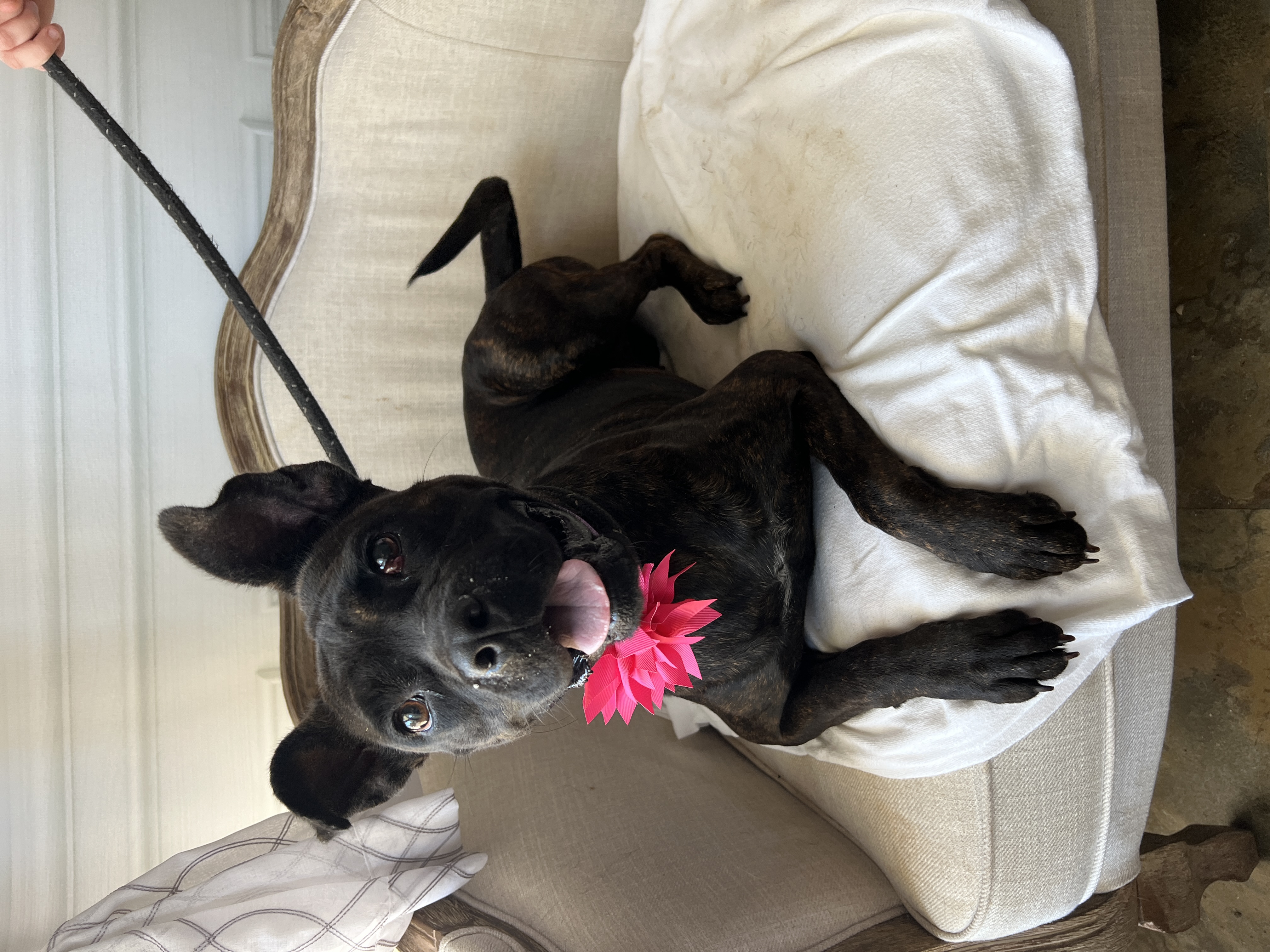 Helen, a Adoptable mixed breed in Bolivar, TN image 3/3