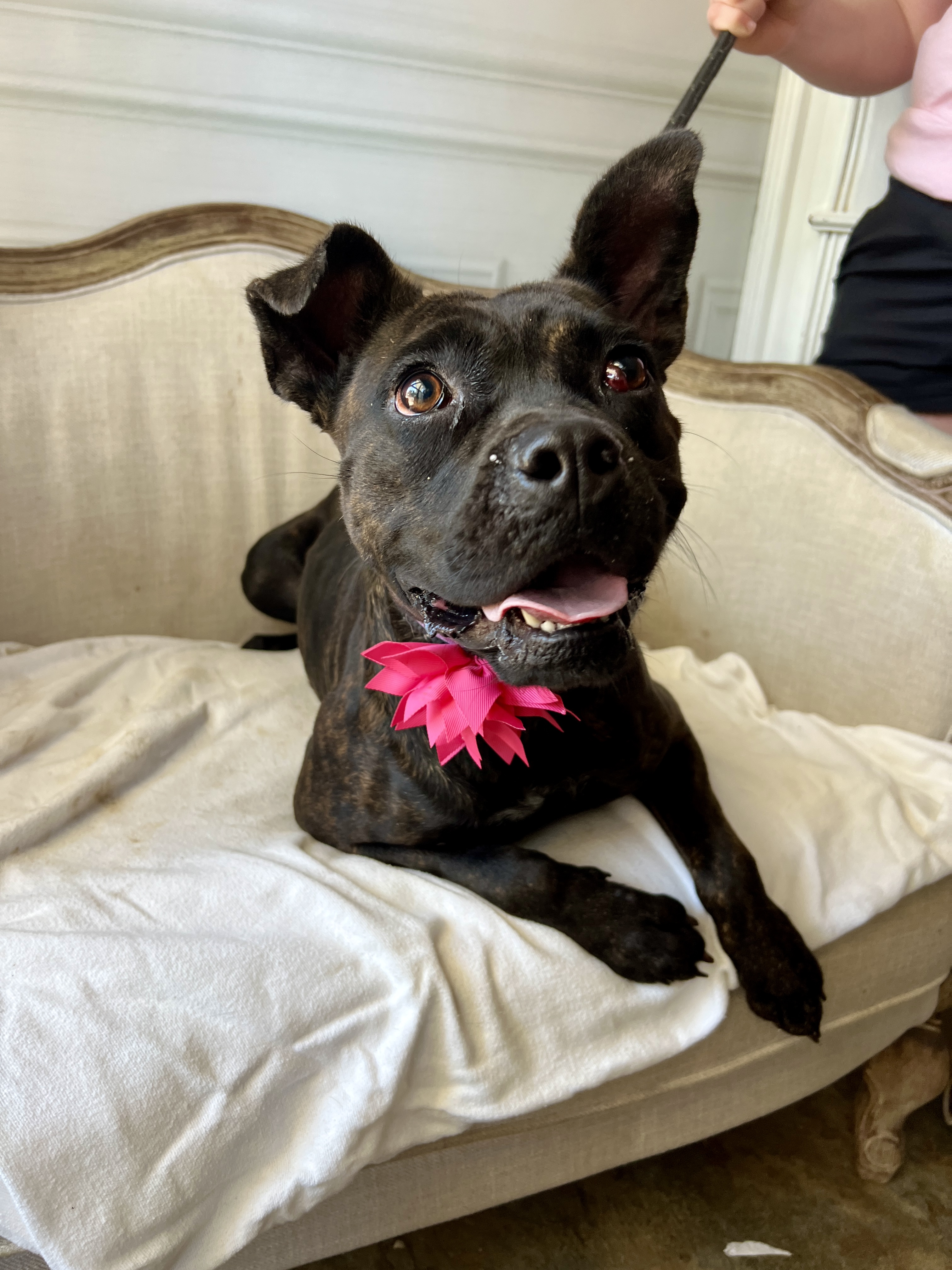 Helen, a Adoptable mixed breed in Bolivar, TN image 1/3