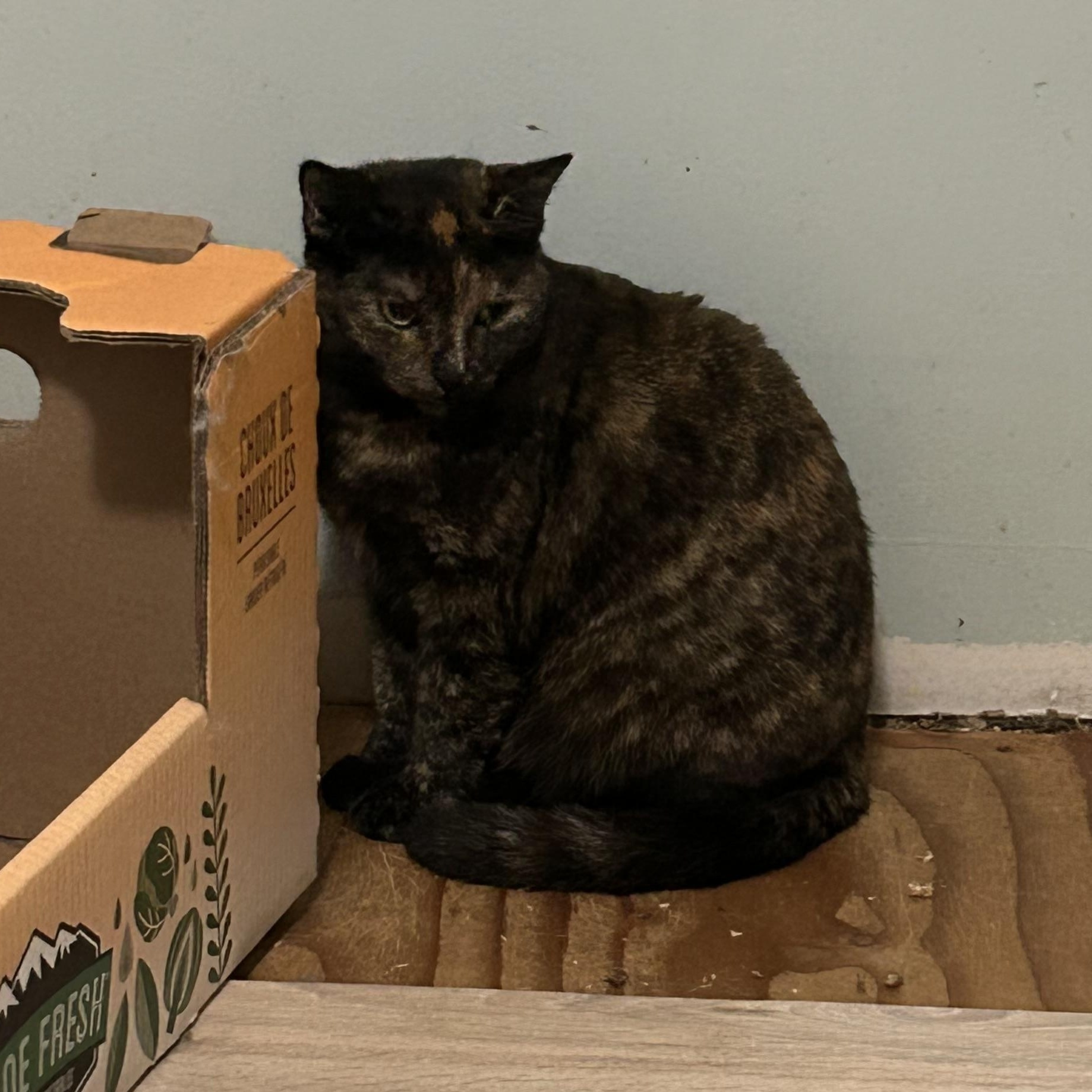 Enlarge SPOT, a Adoptable Tortoiseshell in Portland, ME image 2/5