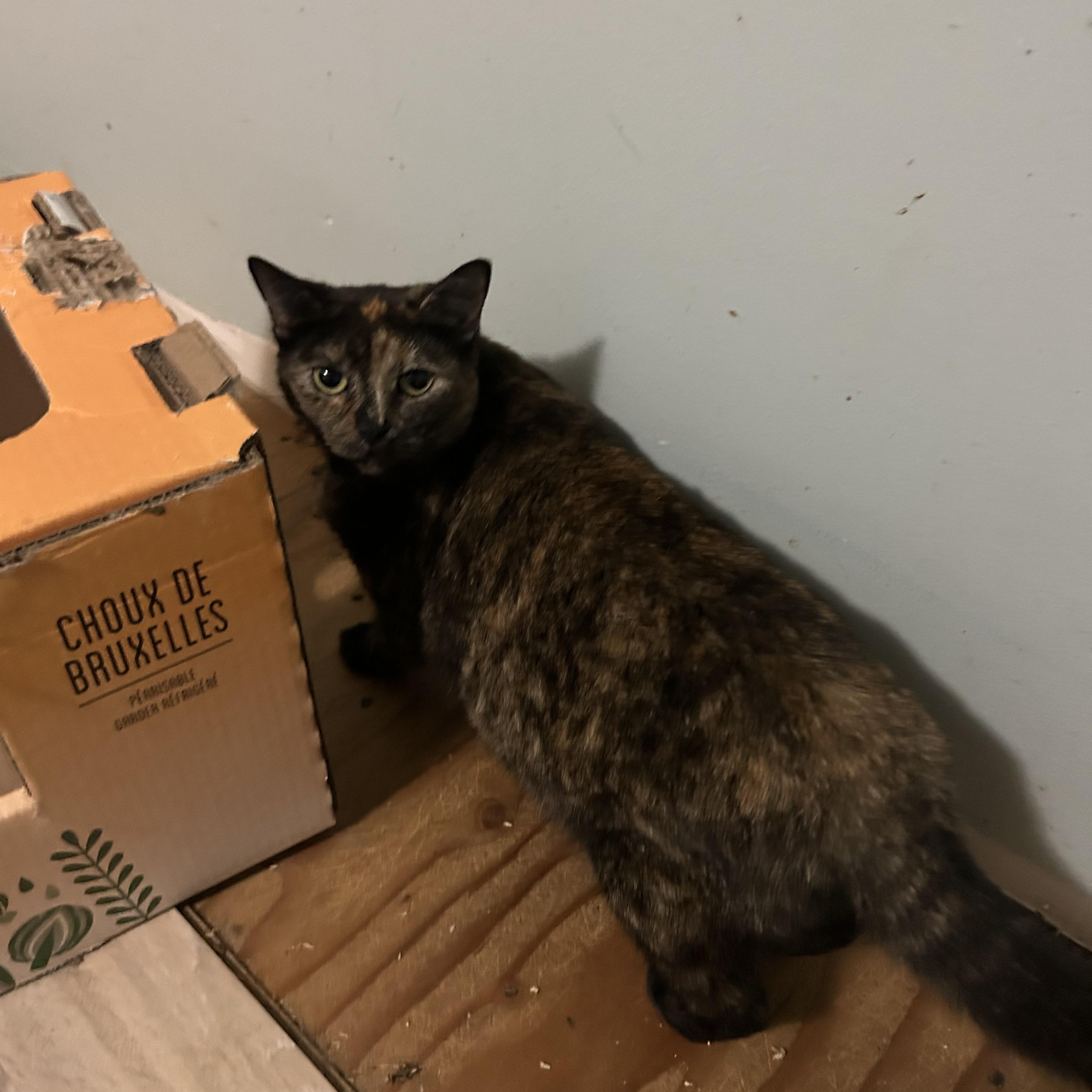 Enlarge SPOT, a Adoptable Tortoiseshell in Portland, ME image 3/5