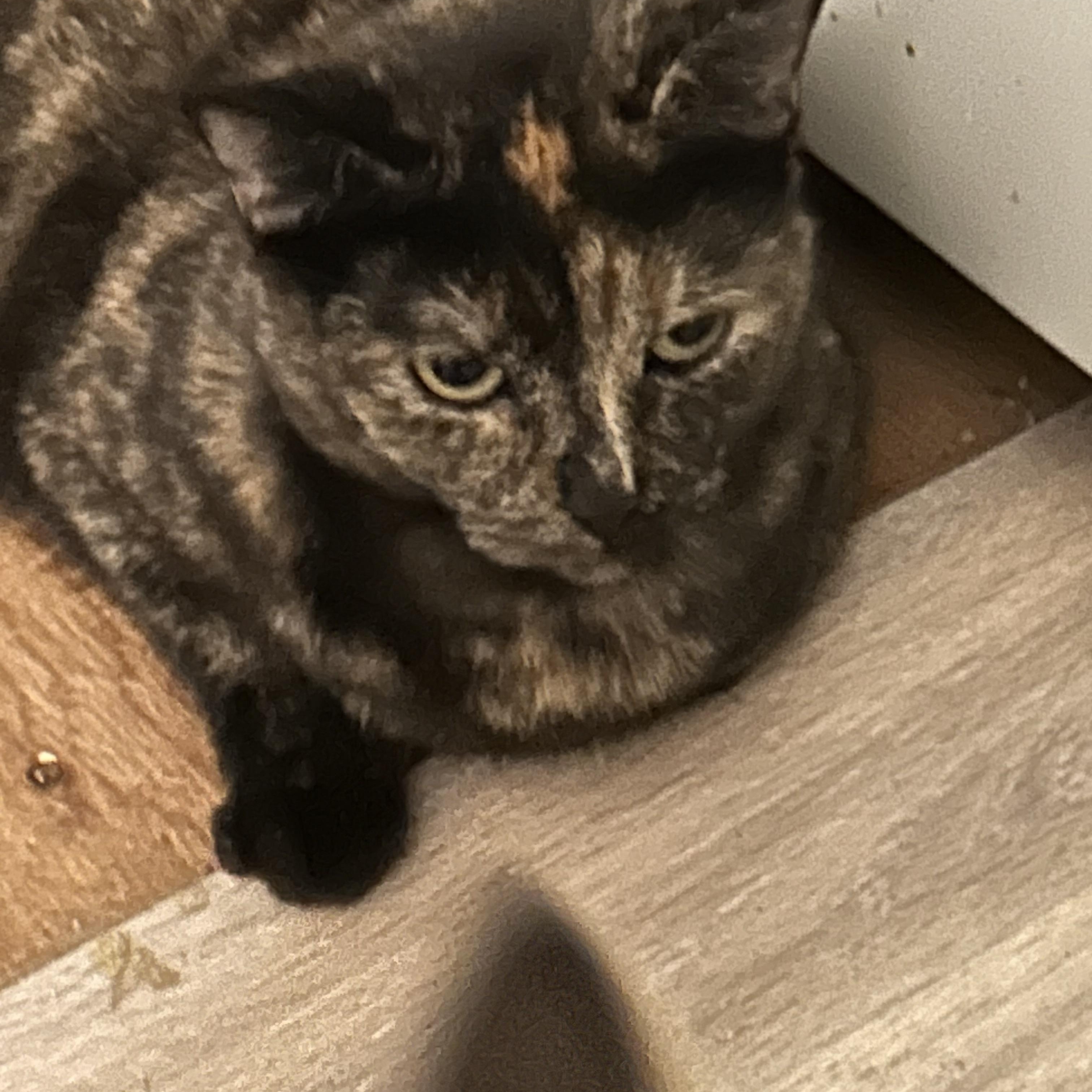 Enlarge SPOT, a Adoptable Tortoiseshell in Portland, ME image 5/5