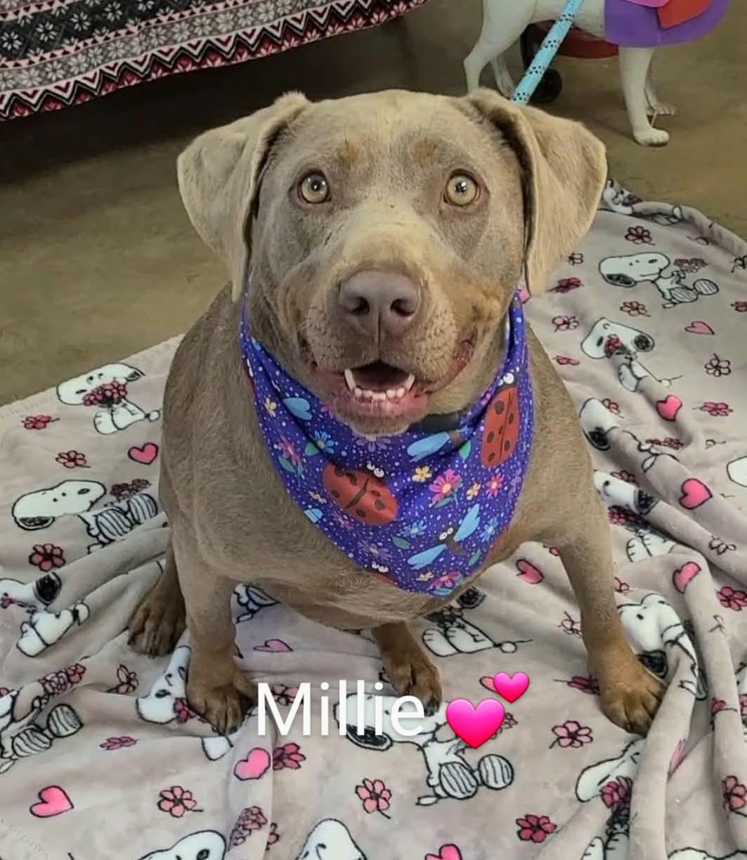 Enlarge Millie, an adopted mixed breed in Alliance, OH image 1/1