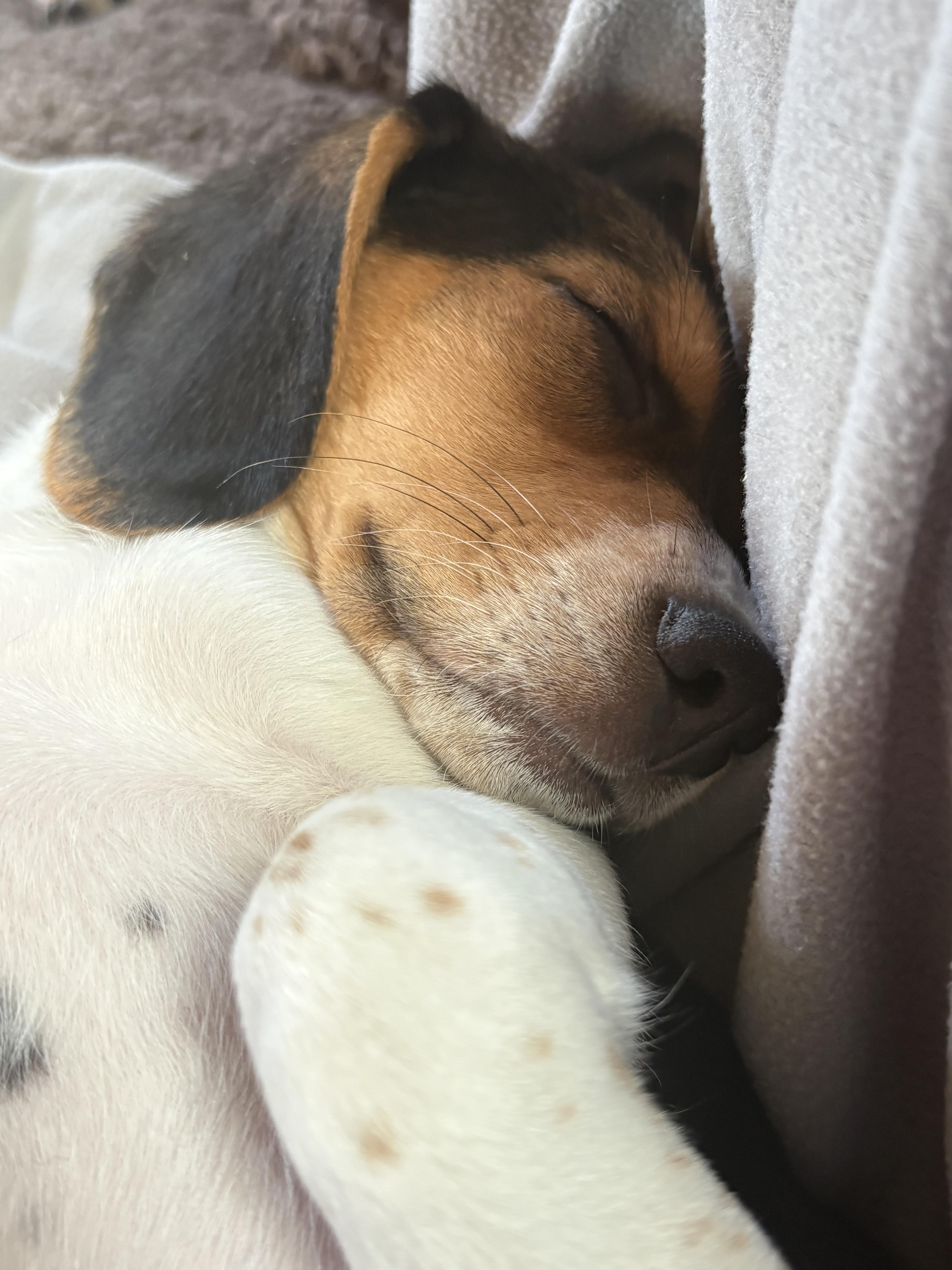 Enlarge Millie, an adopted Beagle in Chelsea, VT image 3/5