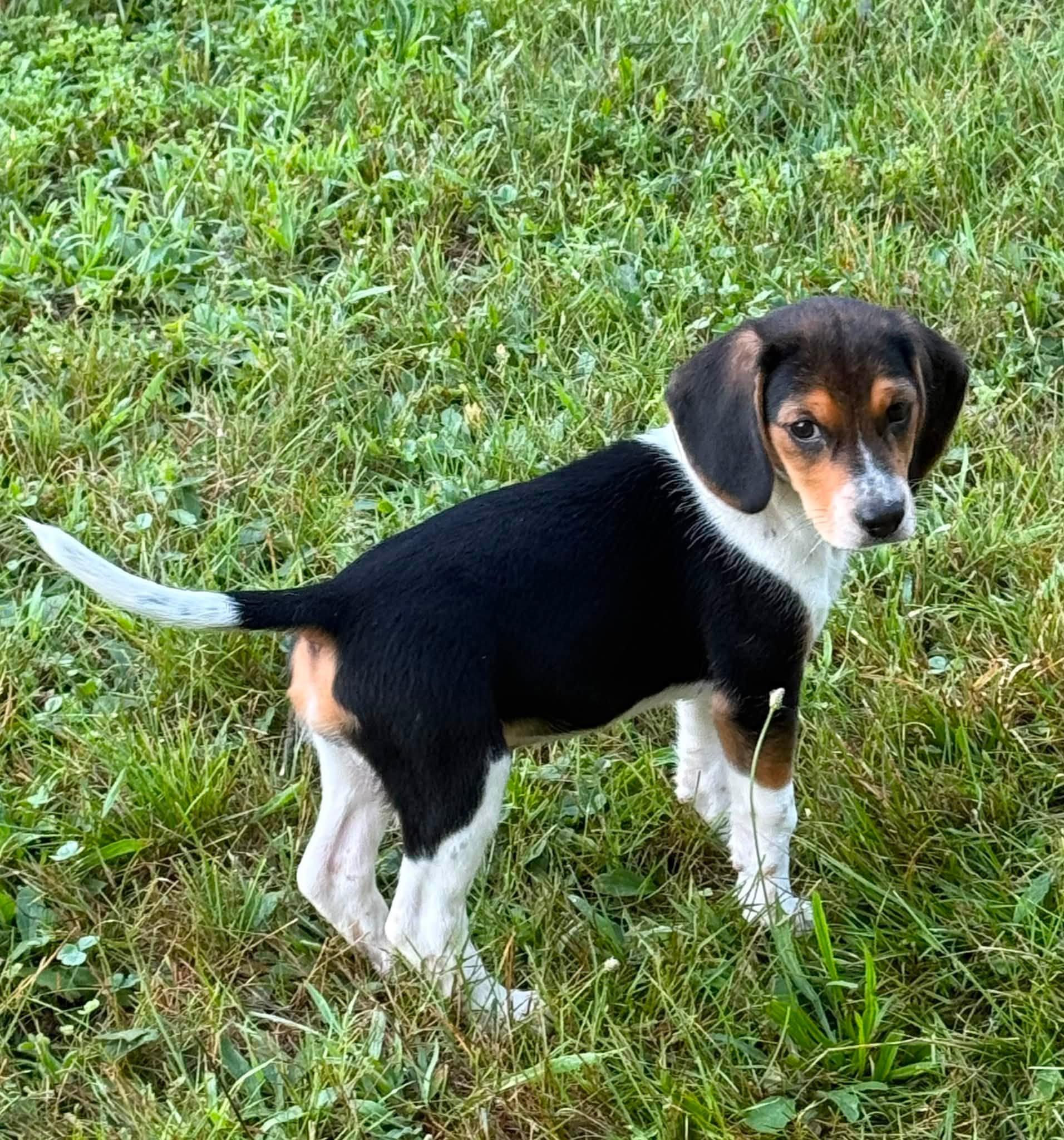 Enlarge Millie, an adopted Beagle in Chelsea, VT image 1/5