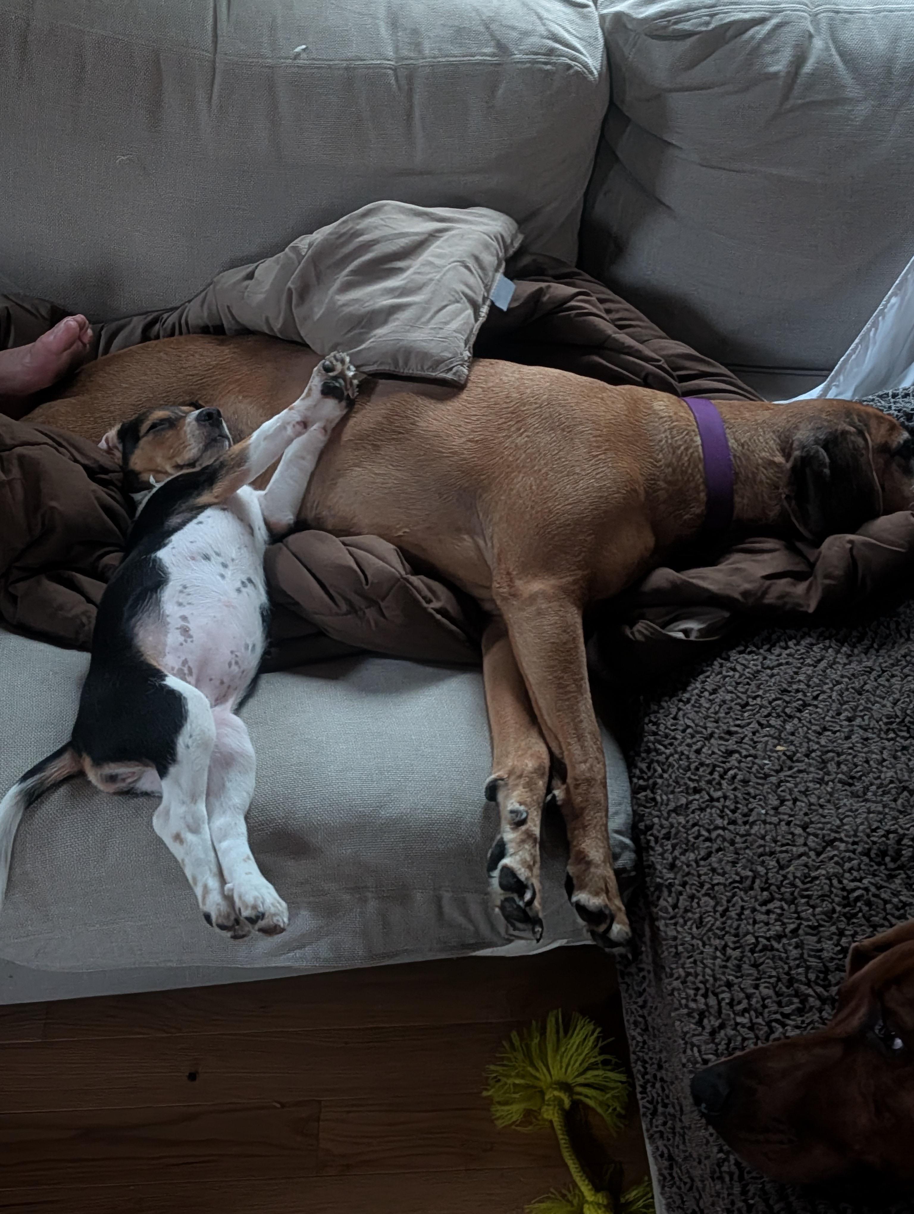 Enlarge Millie, an adopted Beagle in Chelsea, VT image 2/5