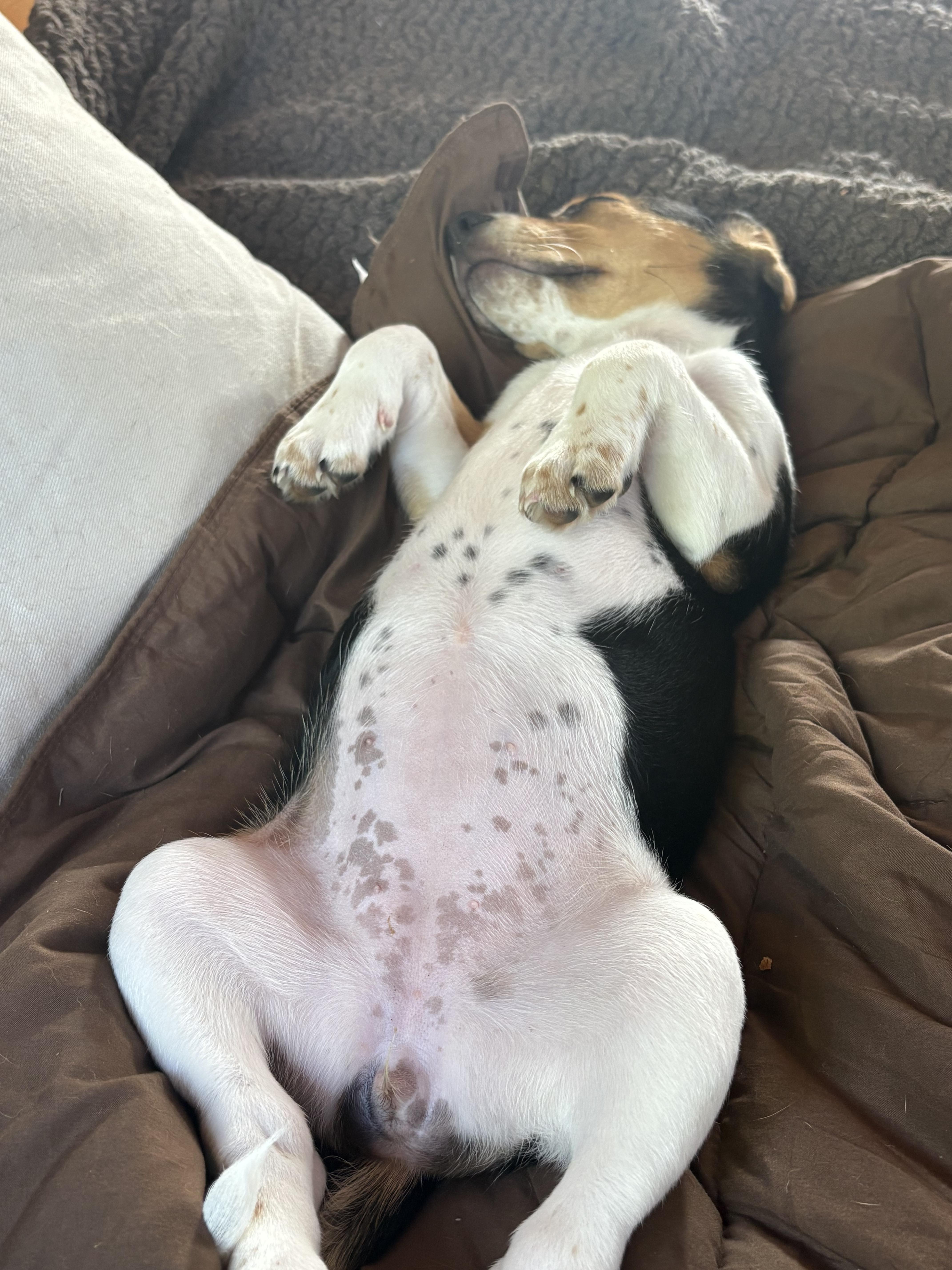 Enlarge Millie, an adopted Beagle in Chelsea, VT image 5/5