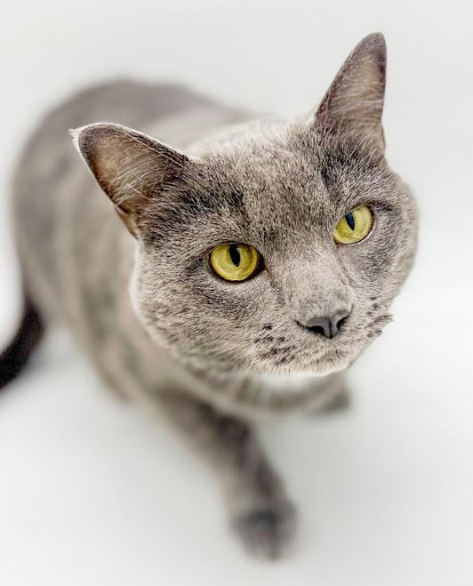 Enlarge Ash!  Bff to all and a gentle love bug!, an adoptable mixed breed in Bedford Hills, NY image 2/6