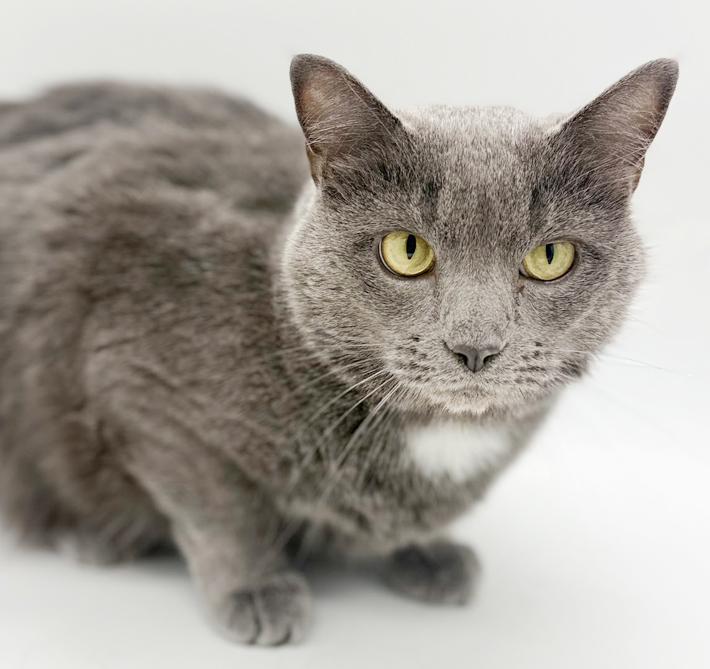 Enlarge Ash!  Bff to all and a gentle love bug!, an adoptable mixed breed in Bedford Hills, NY image 6/6