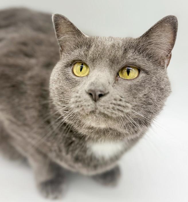 Enlarge Ash!  Bff to all and a gentle love bug!, an adoptable mixed breed in Bedford Hills, NY image 3/6