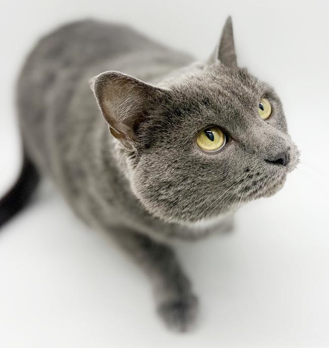 Enlarge Ash!  Bff to all and a gentle love bug!, an adoptable mixed breed in Bedford Hills, NY image 4/6