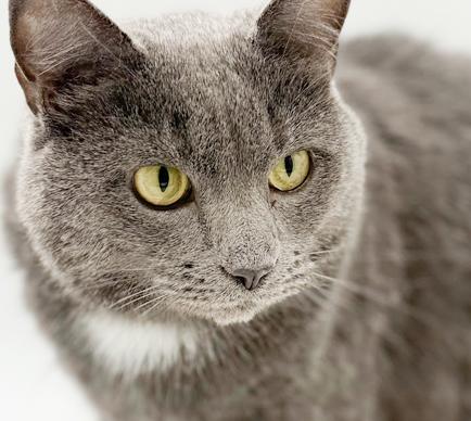 Enlarge Ash!  Bff to all and a gentle love bug!, an adoptable mixed breed in Bedford Hills, NY image 5/6