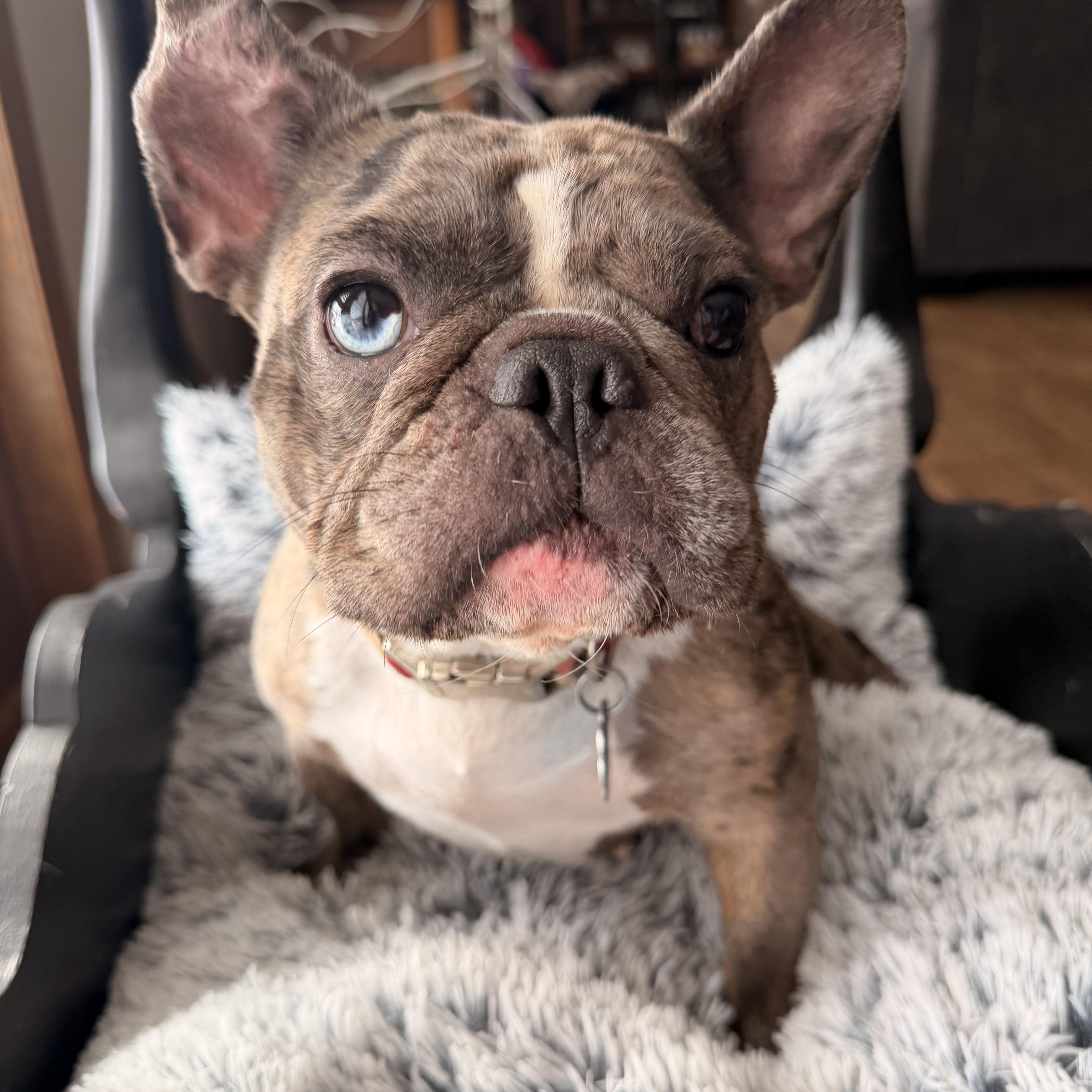 Izzy , a ADOPTABLE French Bulldog in North Freedom, WI image 1/3