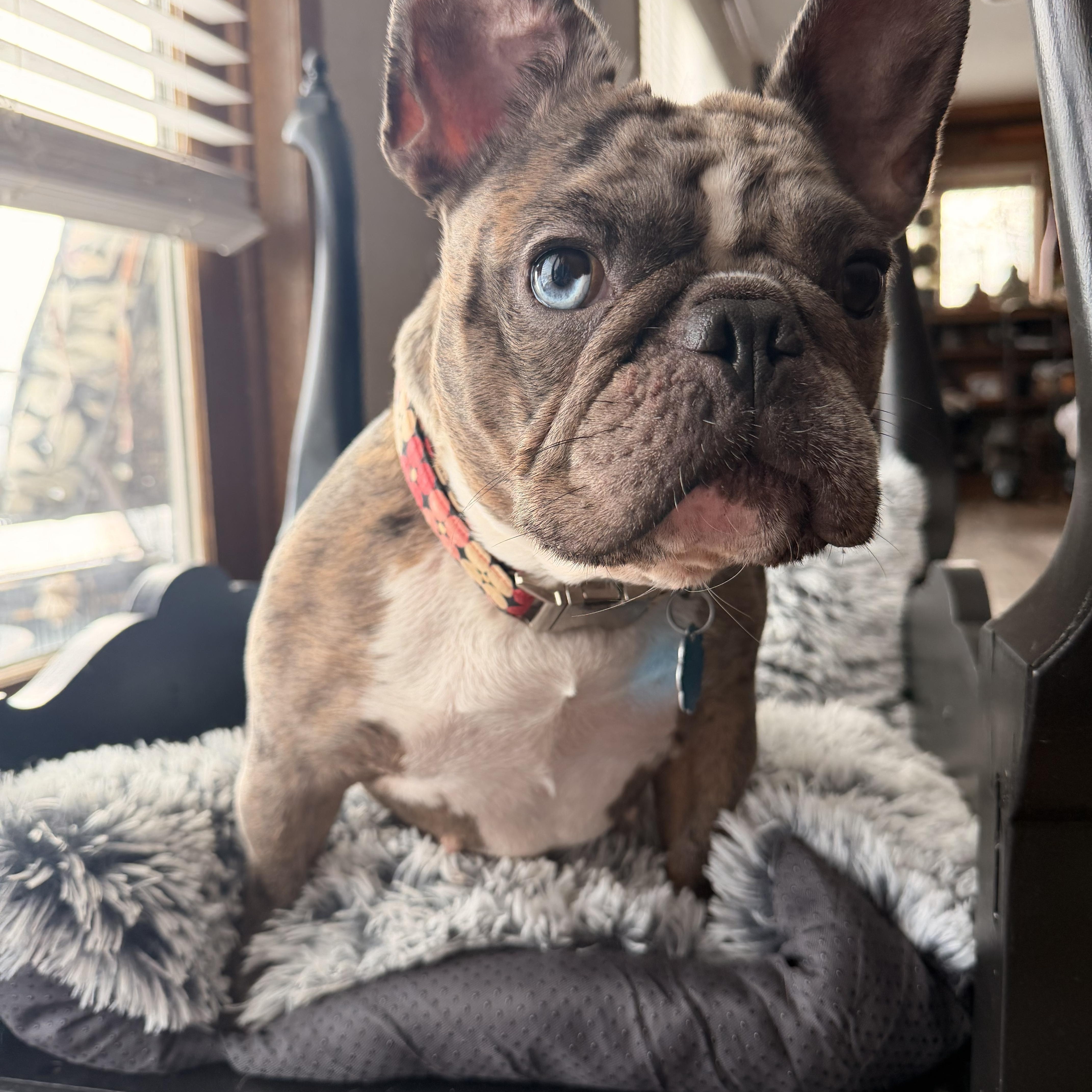 Izzy , a ADOPTABLE French Bulldog in North Freedom, WI image 2/3