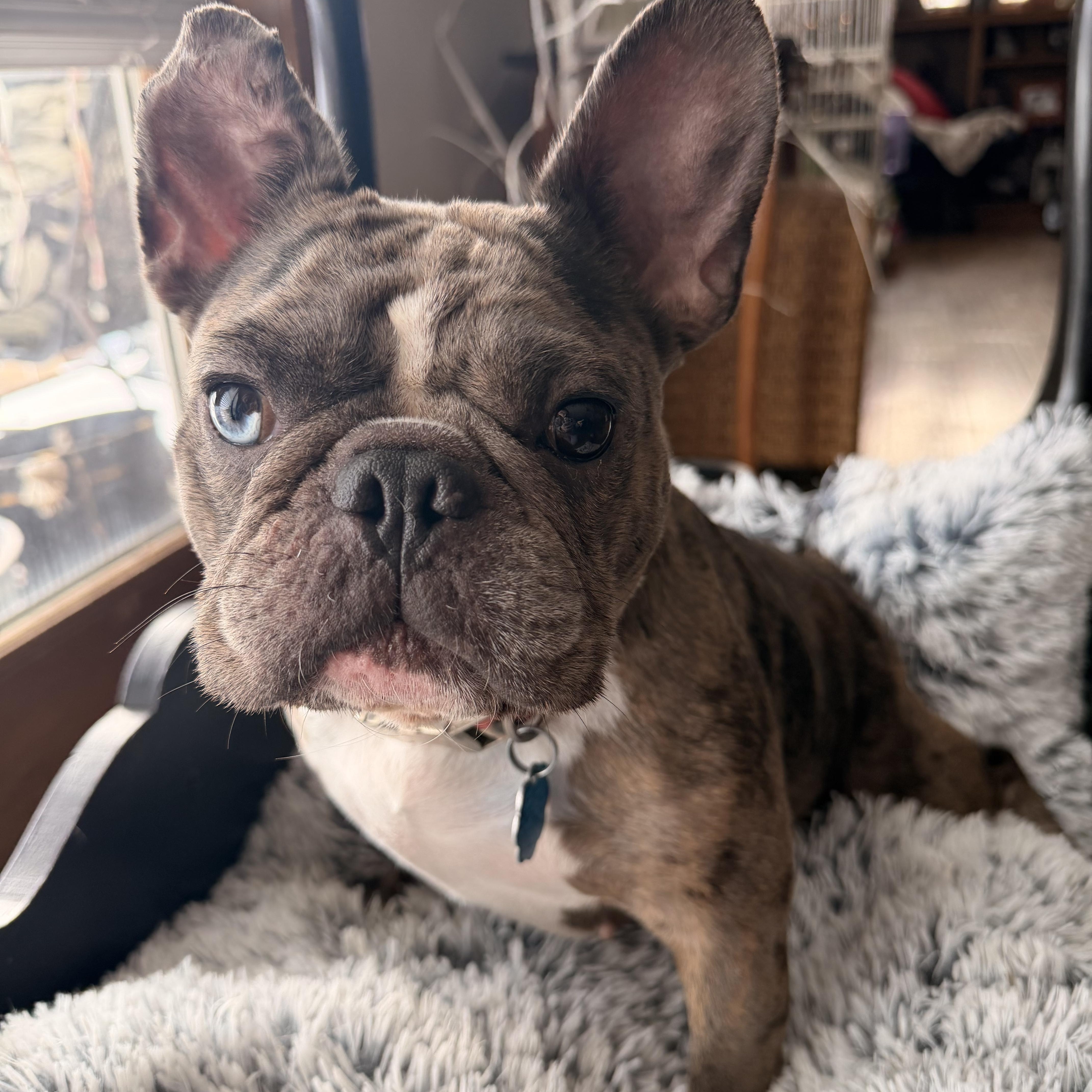Izzy , a ADOPTABLE French Bulldog in North Freedom, WI image 3/3