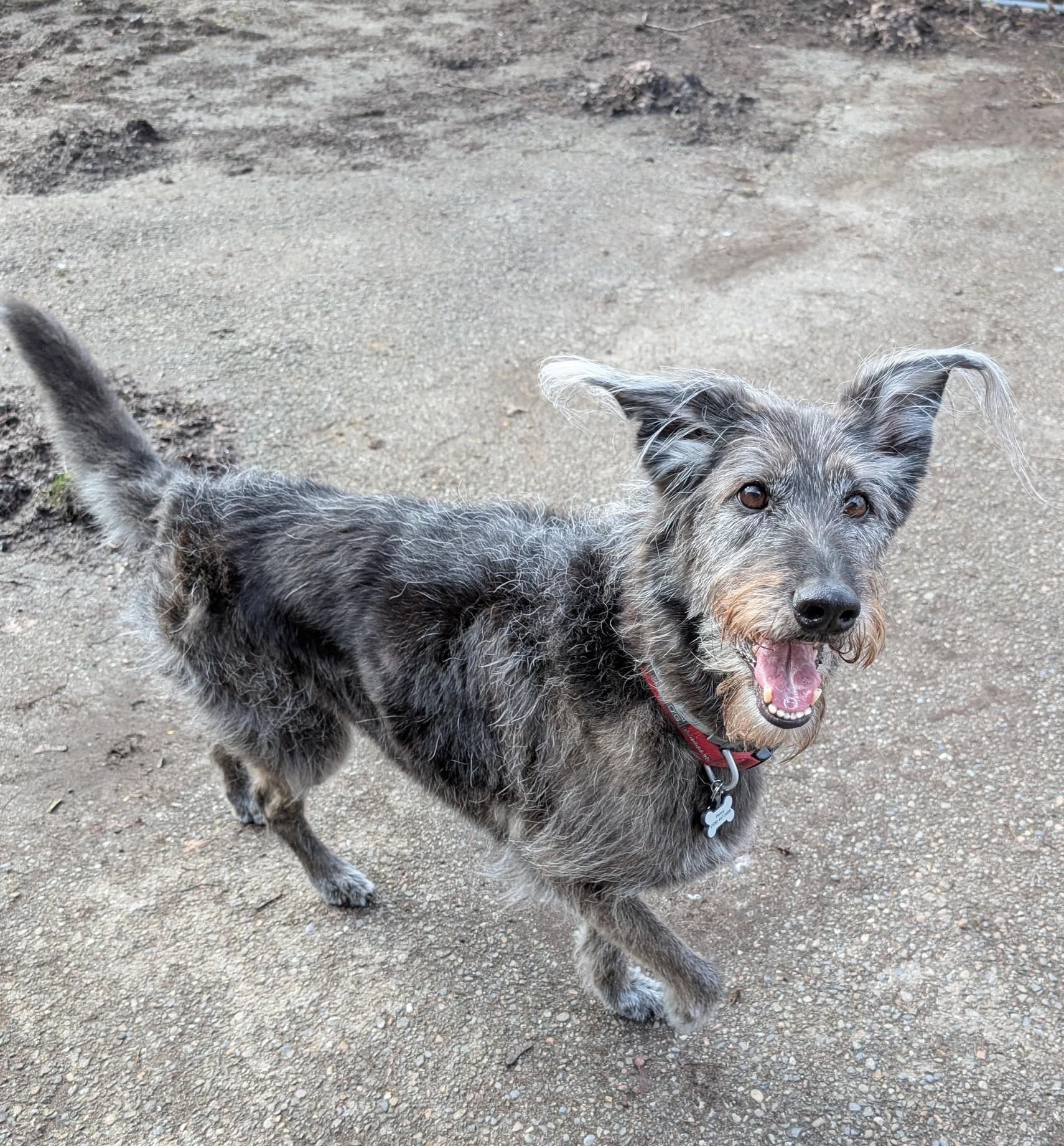 Penny, a ADOPTABLE mixed breed in COEUR D ALENE, ID image 6/6