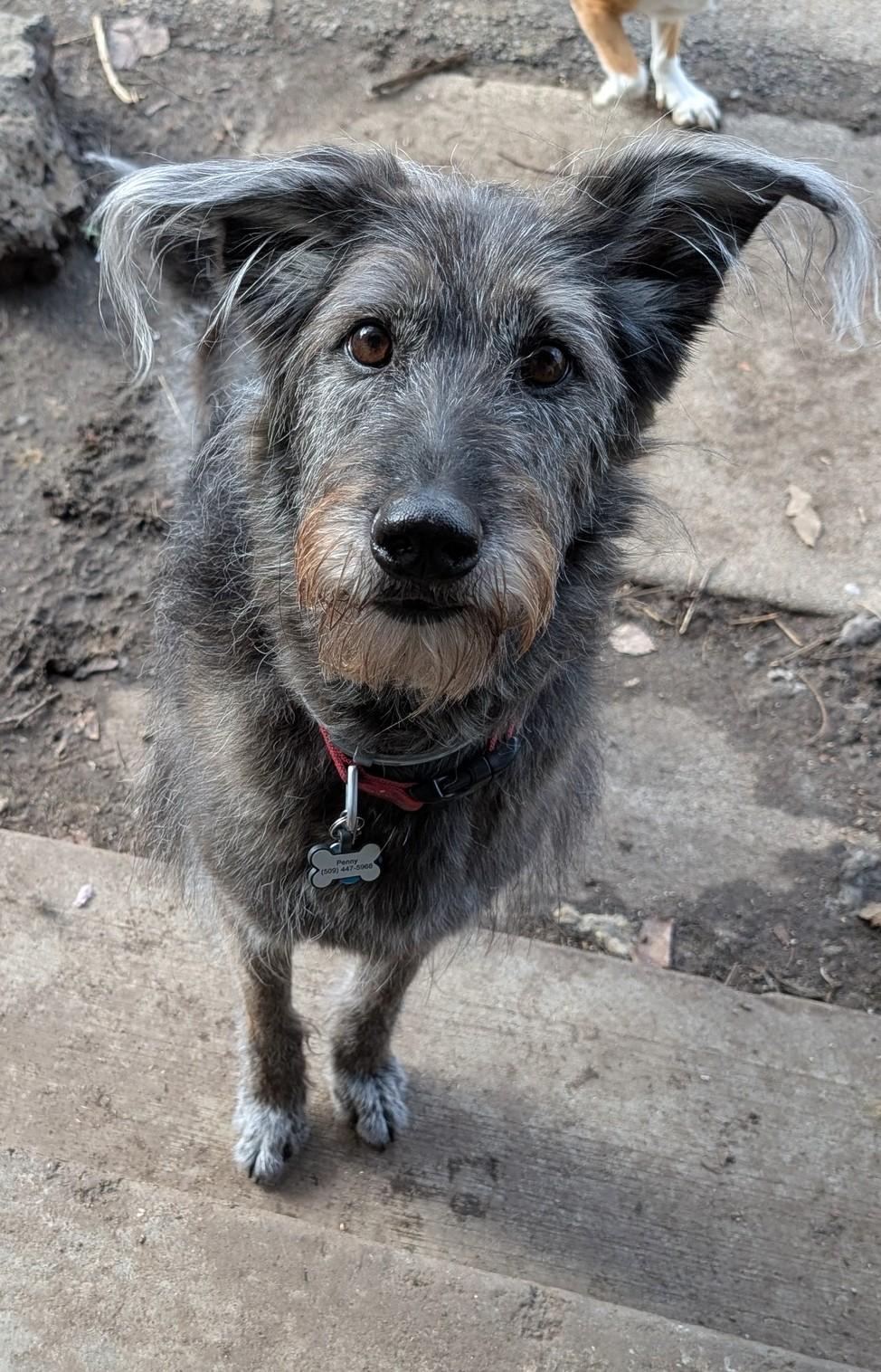 Penny, a ADOPTABLE mixed breed in COEUR D ALENE, ID image 2/6