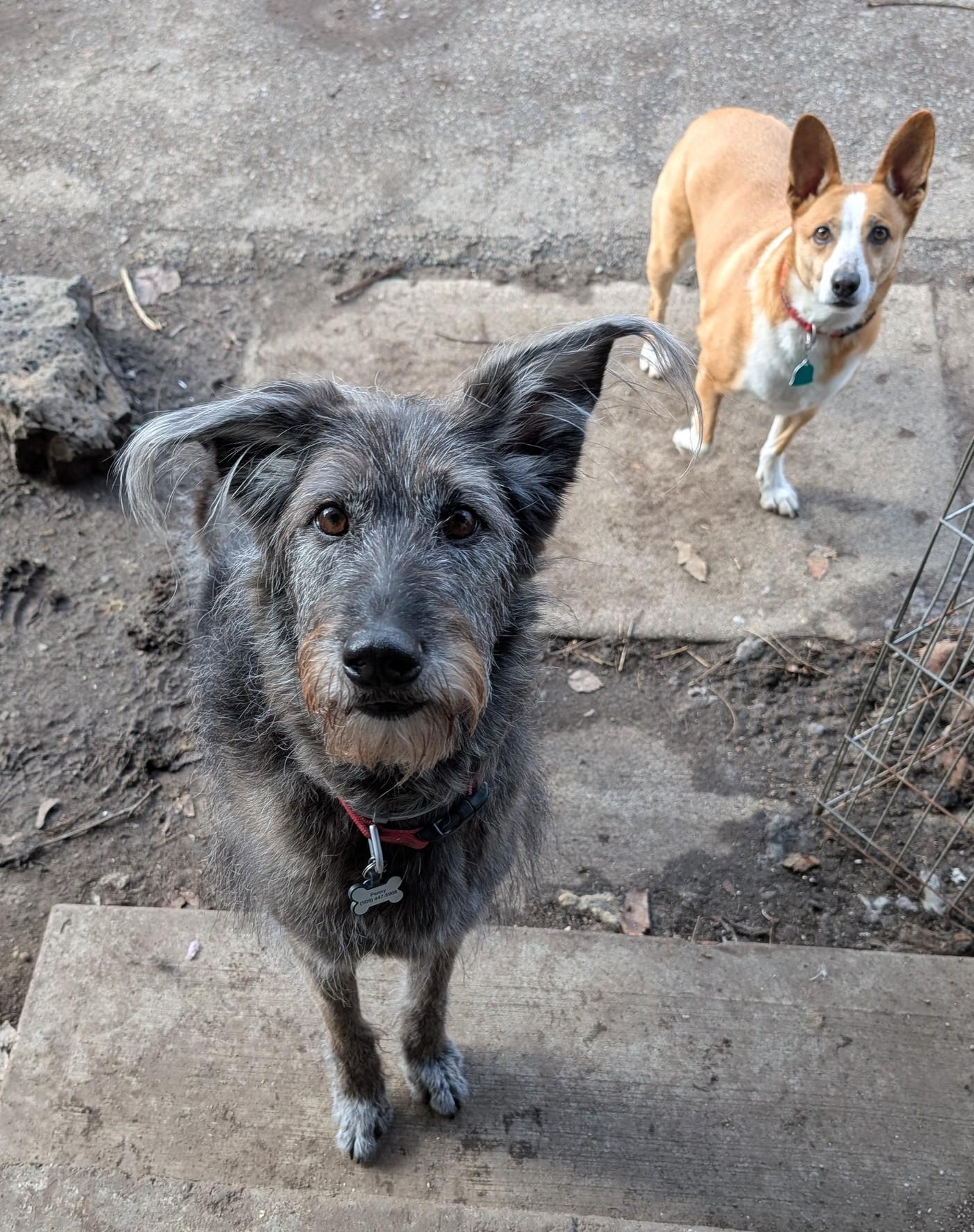 Penny, a ADOPTABLE mixed breed in COEUR D ALENE, ID image 3/6