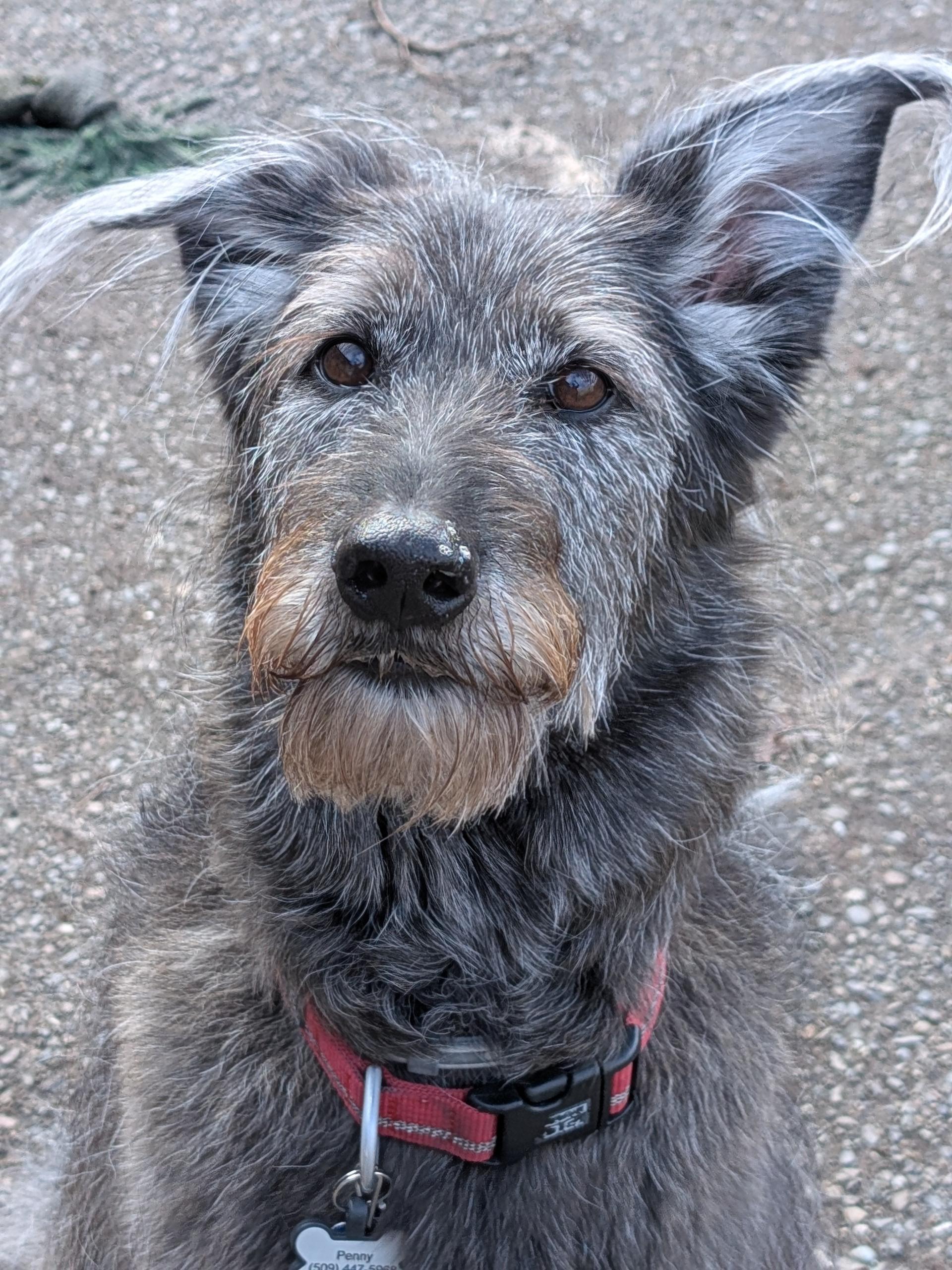 Penny, a ADOPTABLE mixed breed in COEUR D ALENE, ID image 1/6
