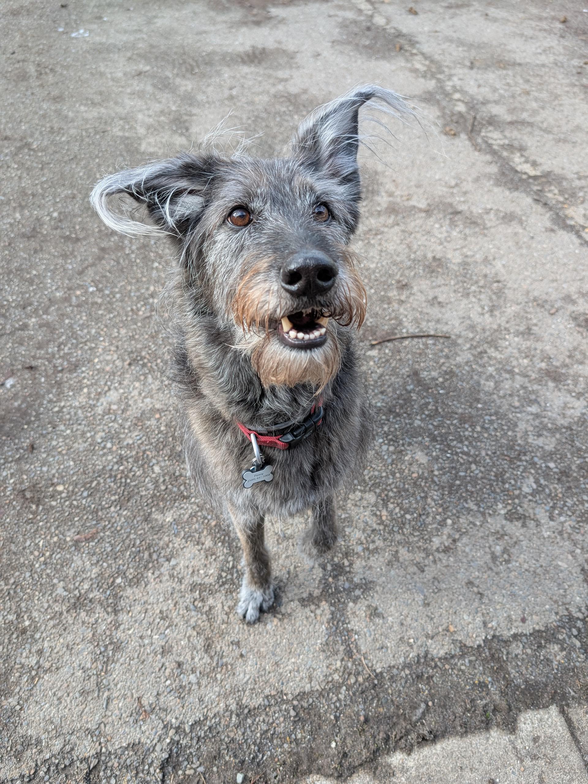 Penny, a ADOPTABLE mixed breed in COEUR D ALENE, ID image 5/6